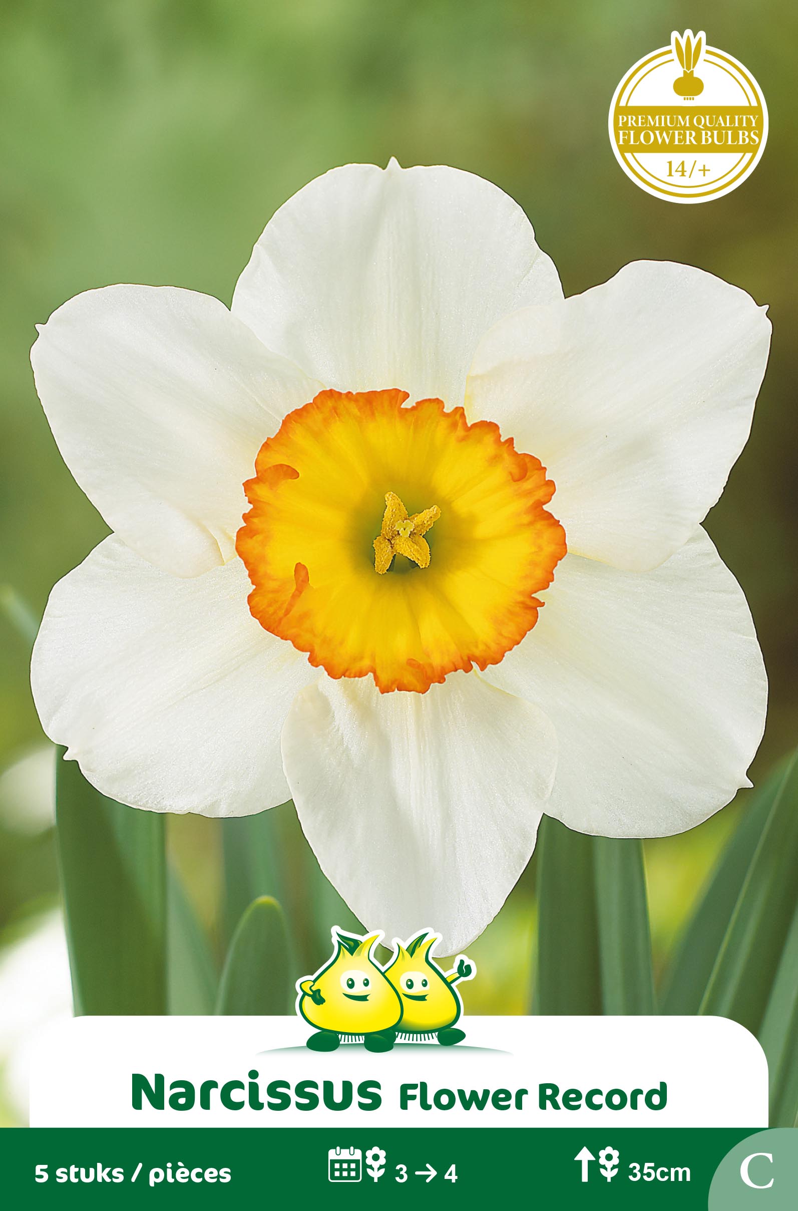 SACHET NARCIS FLOWER RECORD