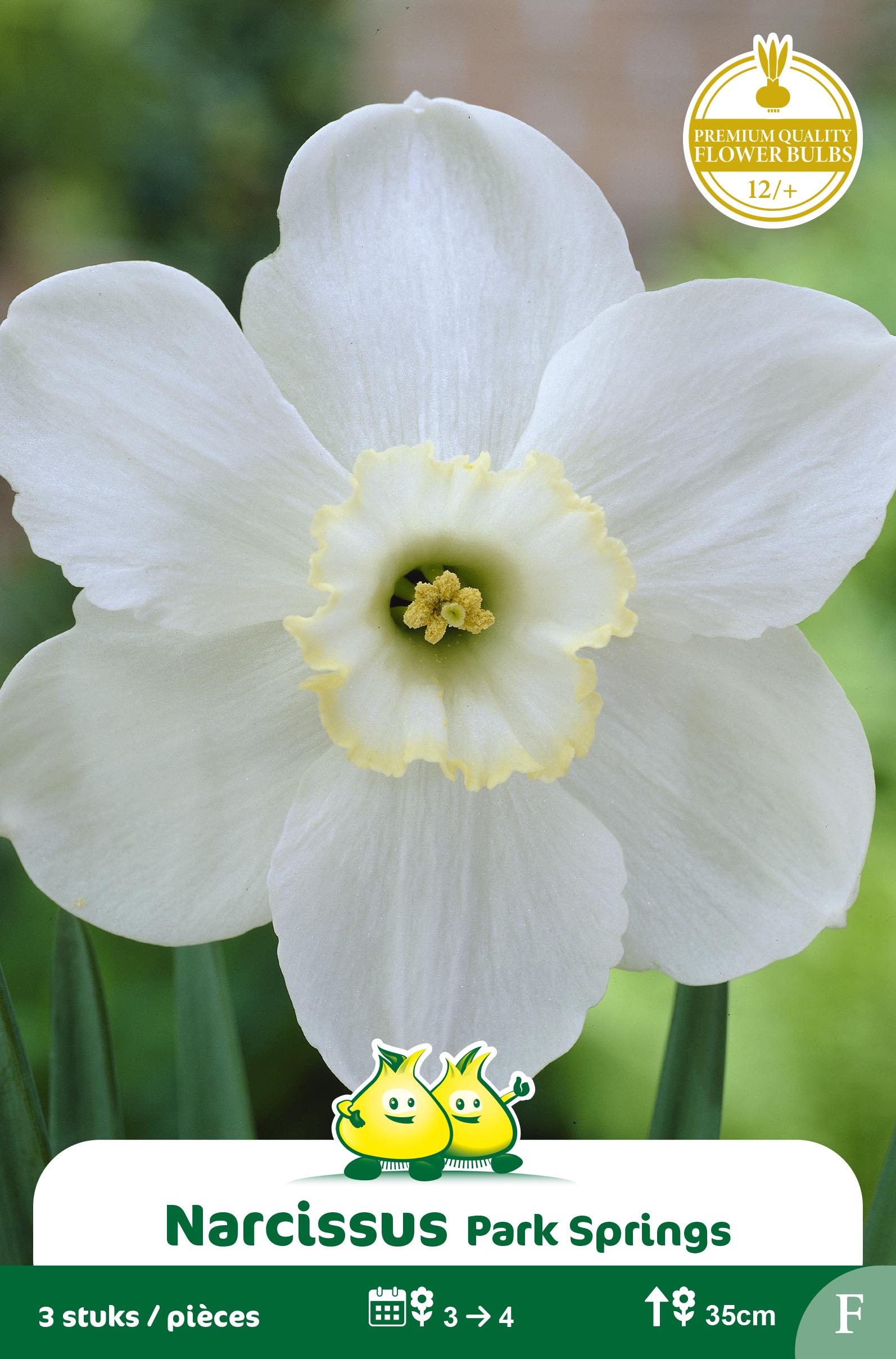 SACHET NARCIS PARK SPRINGSL F