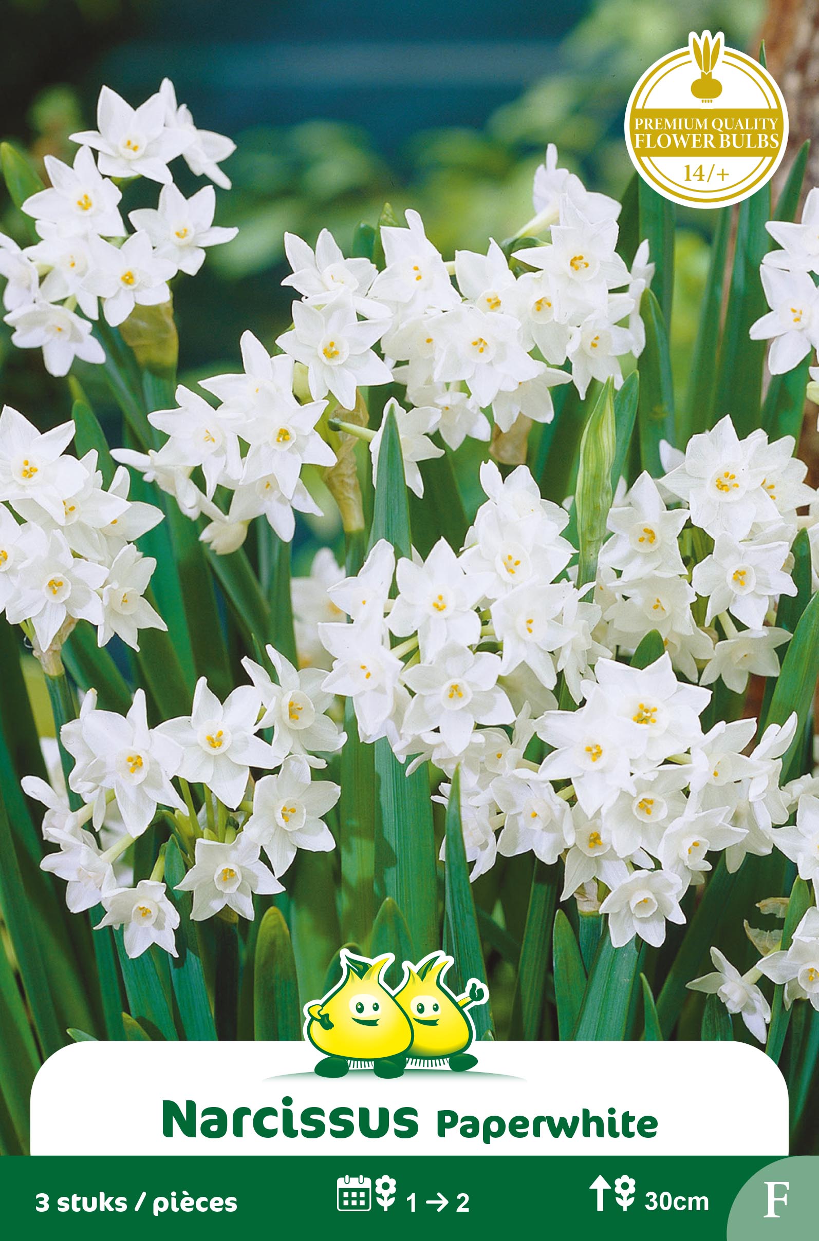 SACHETS NARCIS TAZETTA PAPERWHITE