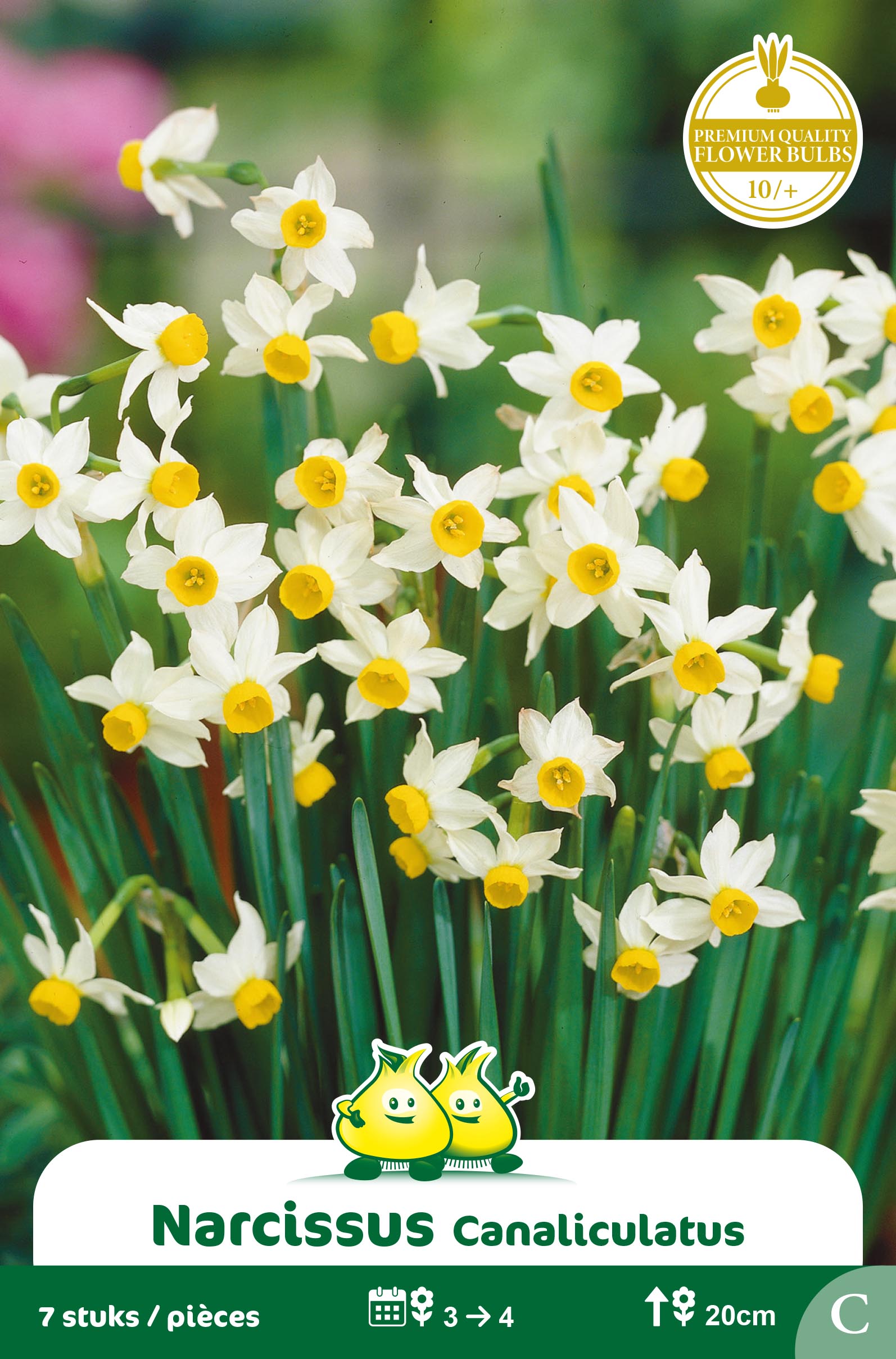 SACHET BOTANIQUE NARCIS CANALICULATUS C