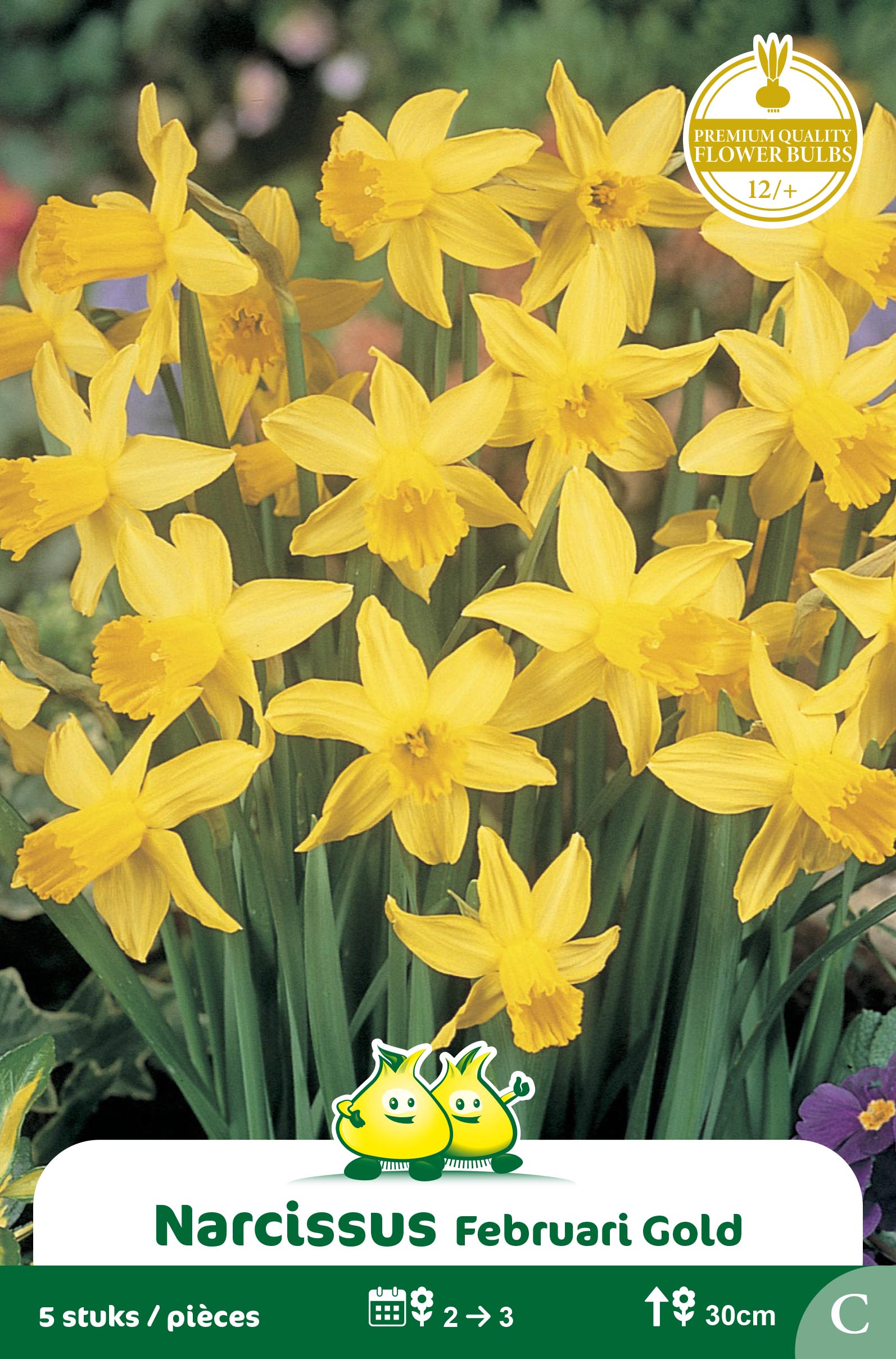 ZAKJES BOTANISCHE NARCISSEN FEBRUARI GOLD C