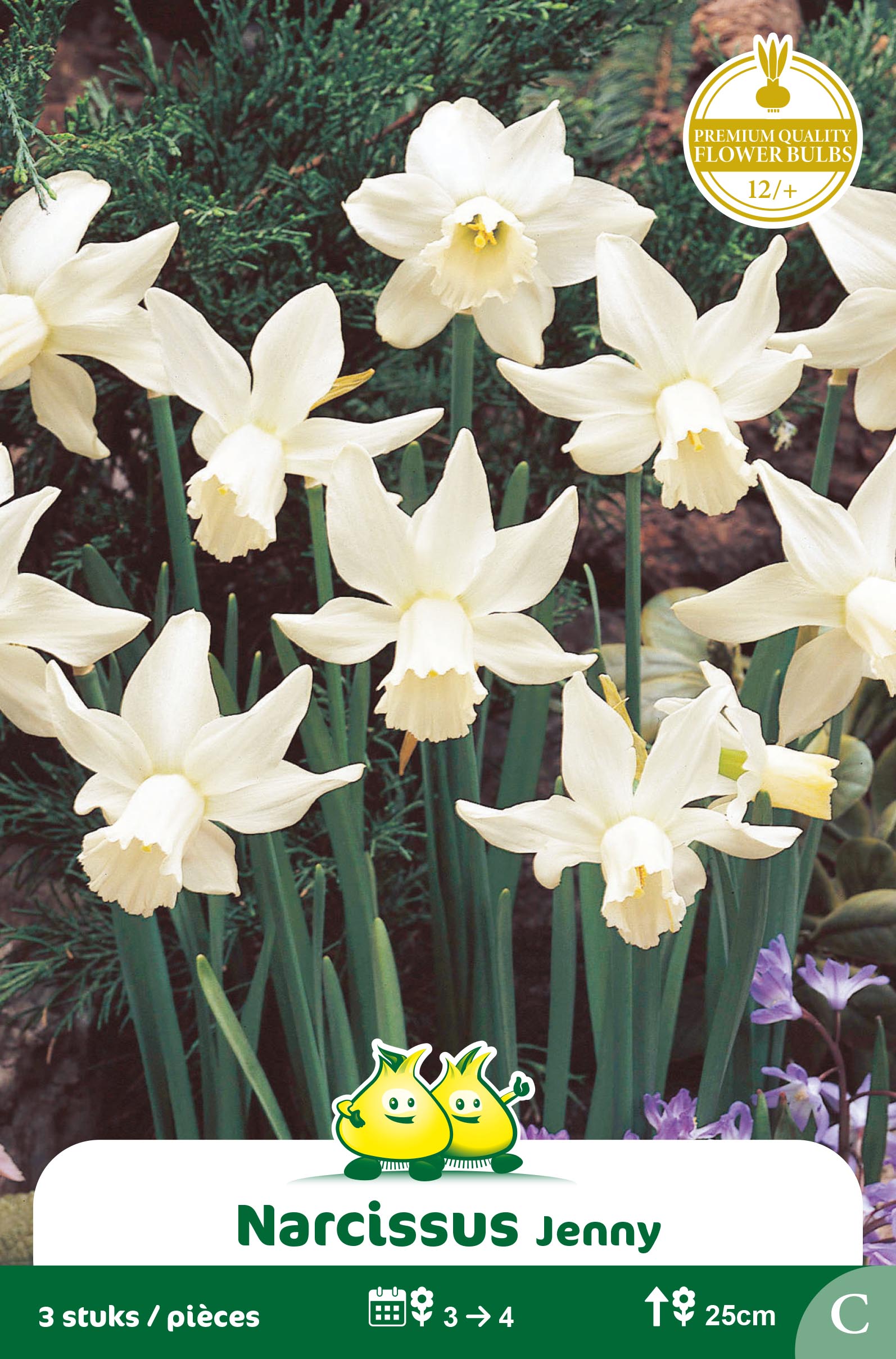ZAKJES BOTANISCHE NARCISSEN JENNY C