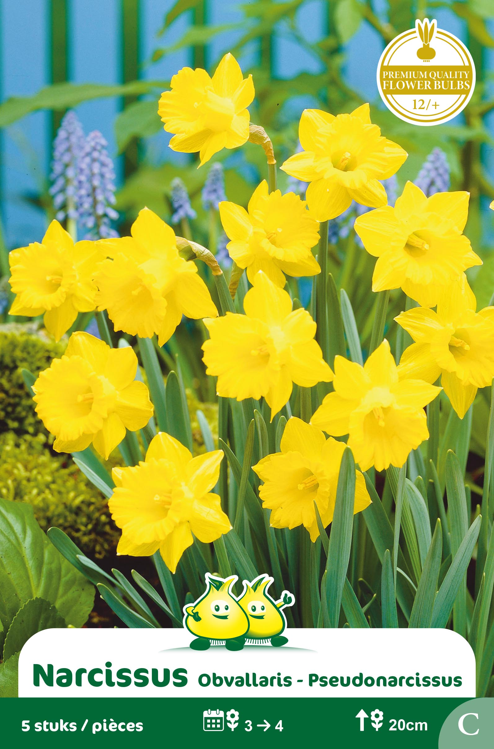 SACHET BOTANIQUE NARCIS OBVALLARIS C