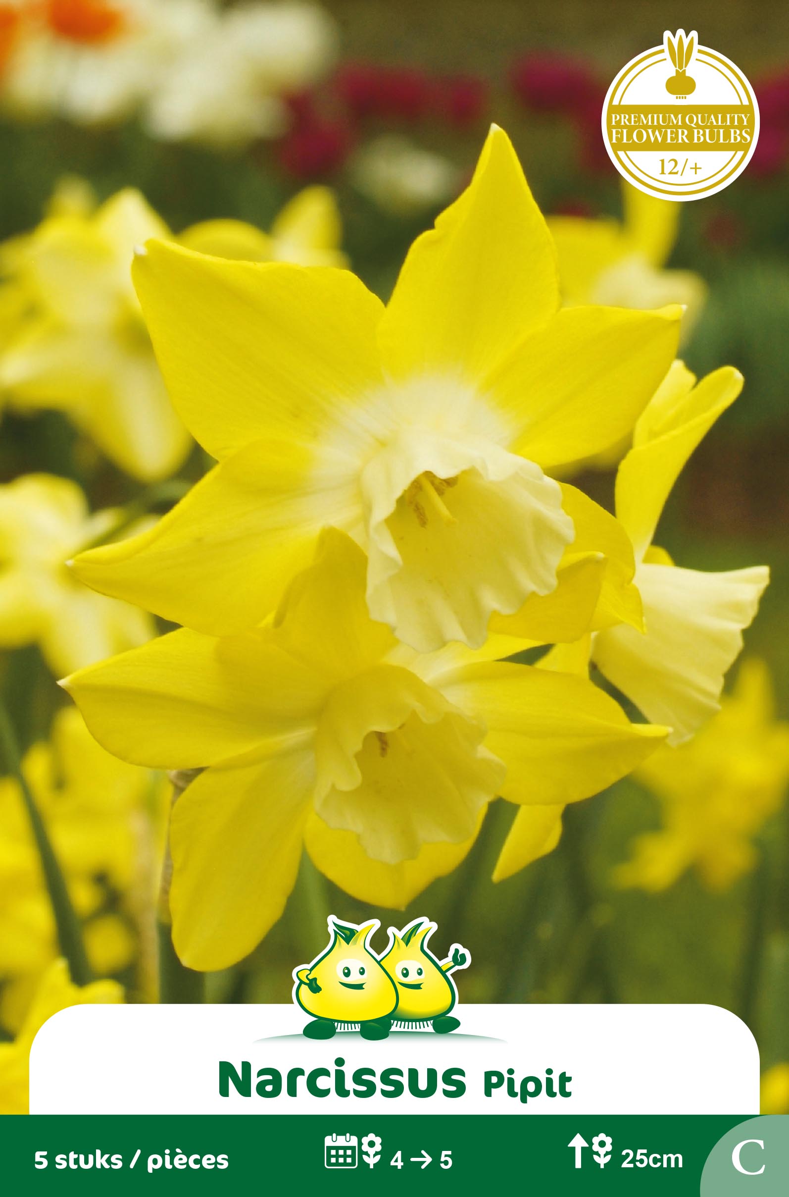 SACHET BOTANIQUE NARCIS PIPIT C