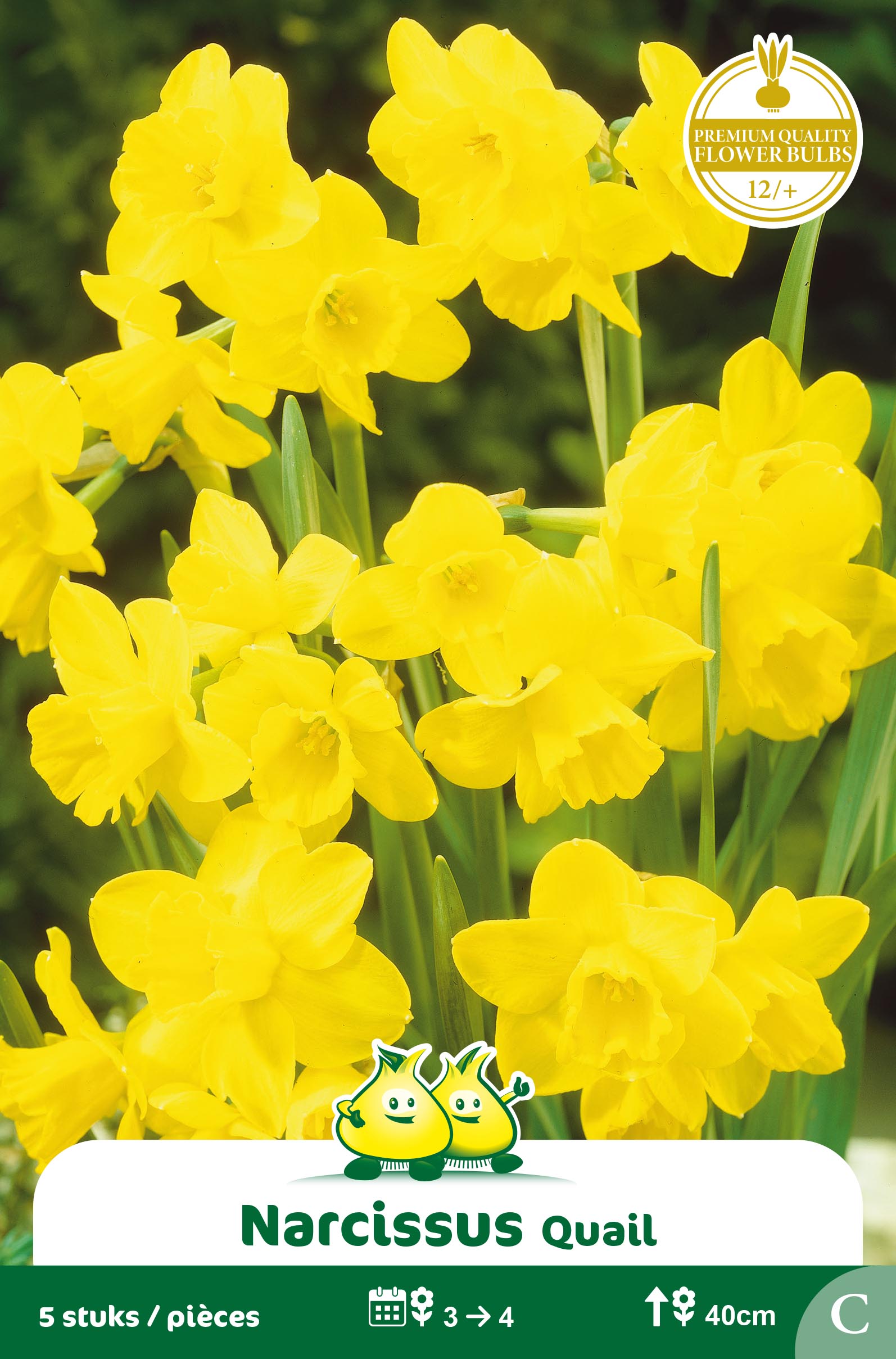 SACHET BOTANIQUE NARCIS QUAIL C