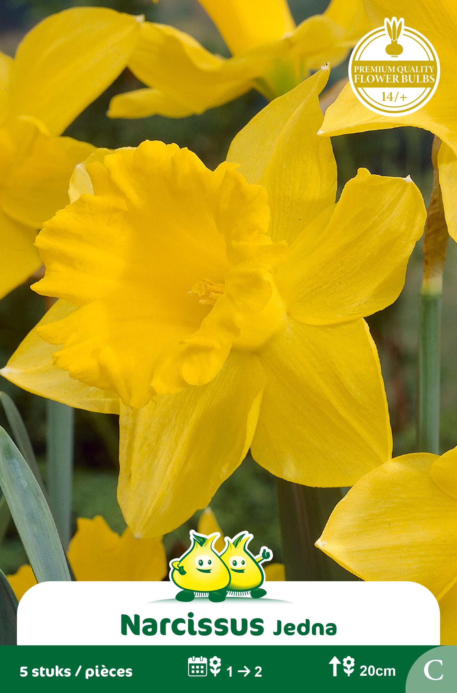 ZAKJES BOTANISCHE NARCISSEN JEDNA C