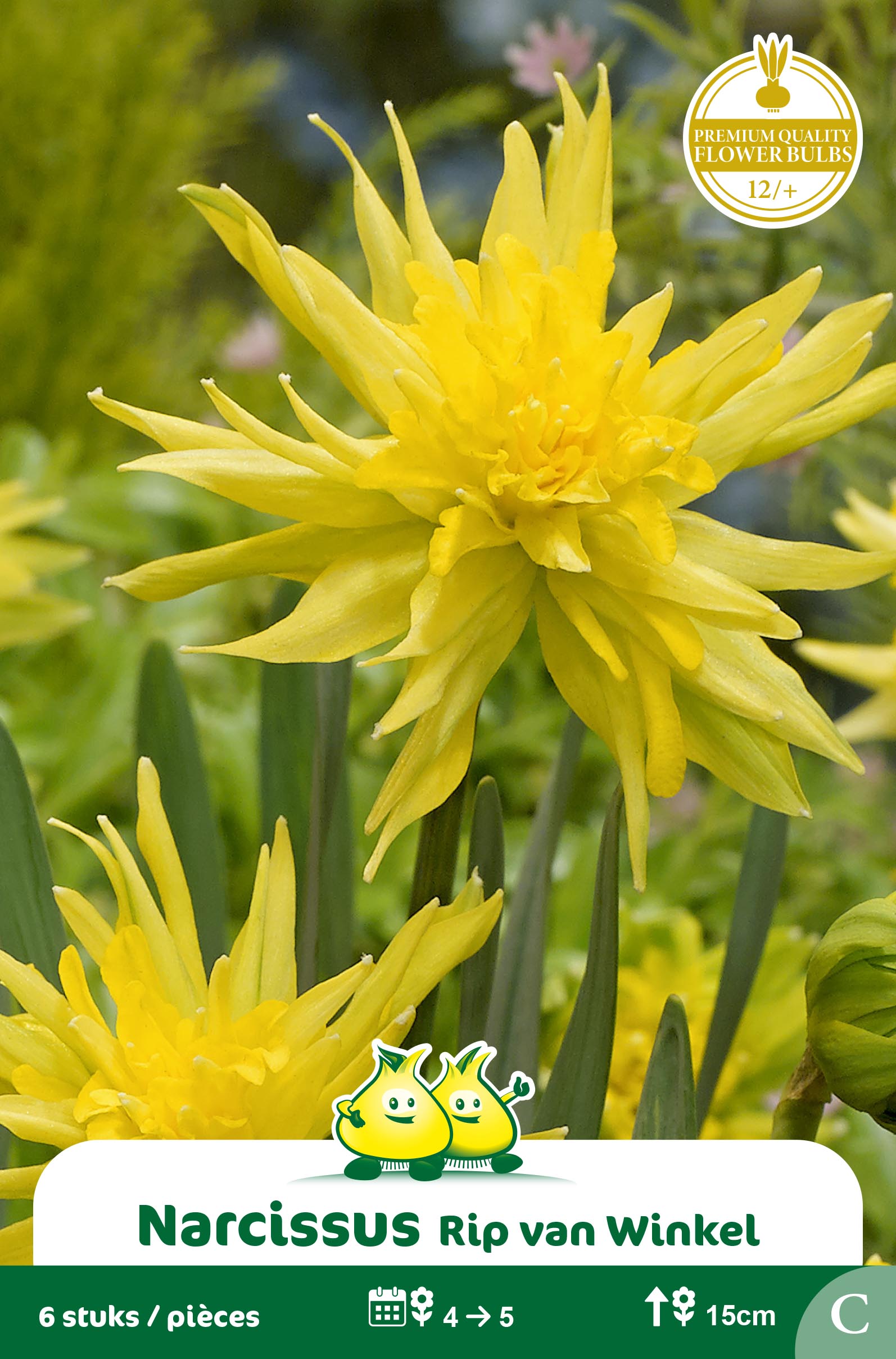 SACHET BOTANIQUE NARCIS RIP VAN WINKEL C
