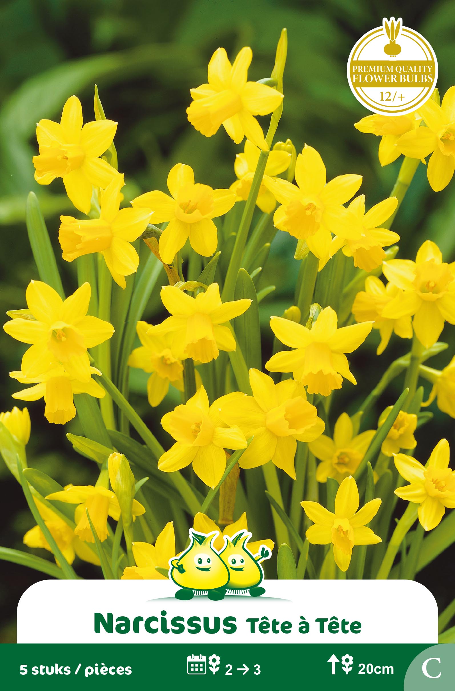 SACHET BOTANIQUE NARCIS TETE A TETE C
