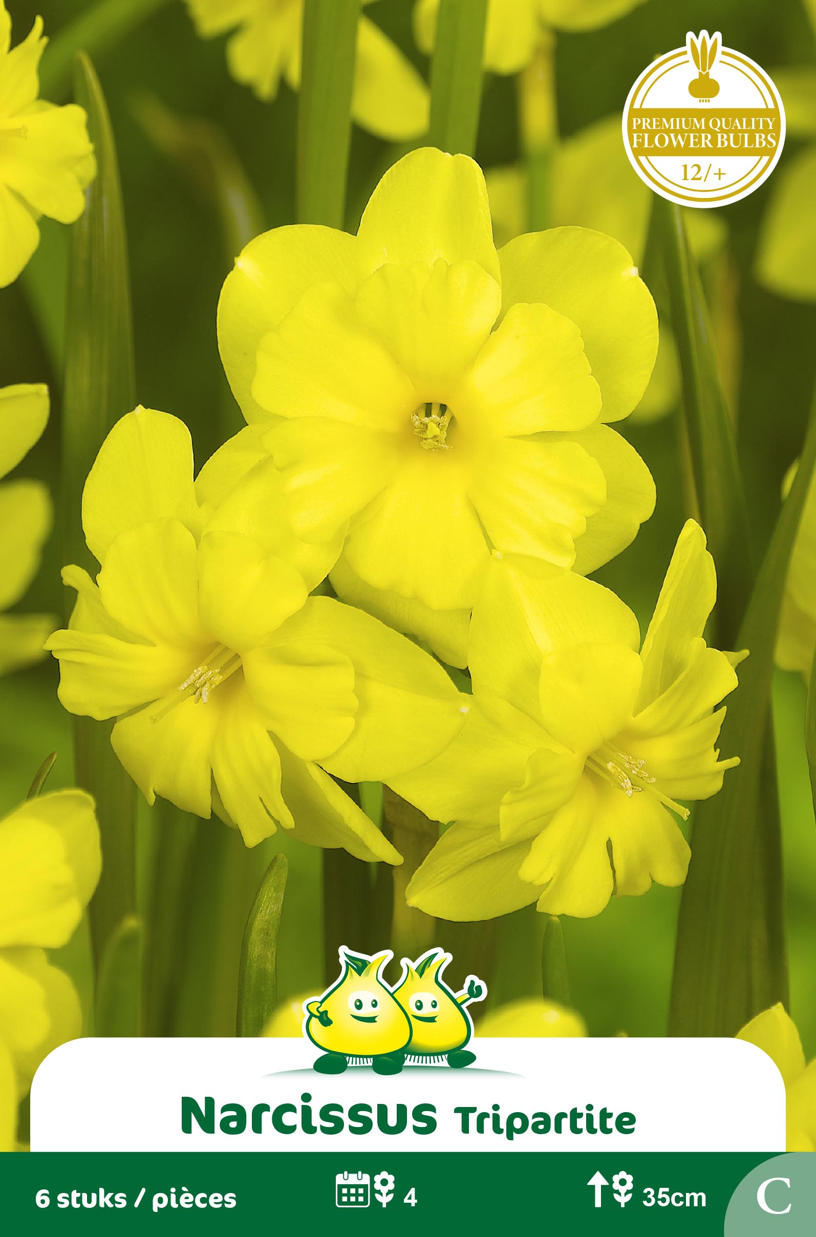 SACHET BOTANIQUE NARCIS TRIPARTITE C