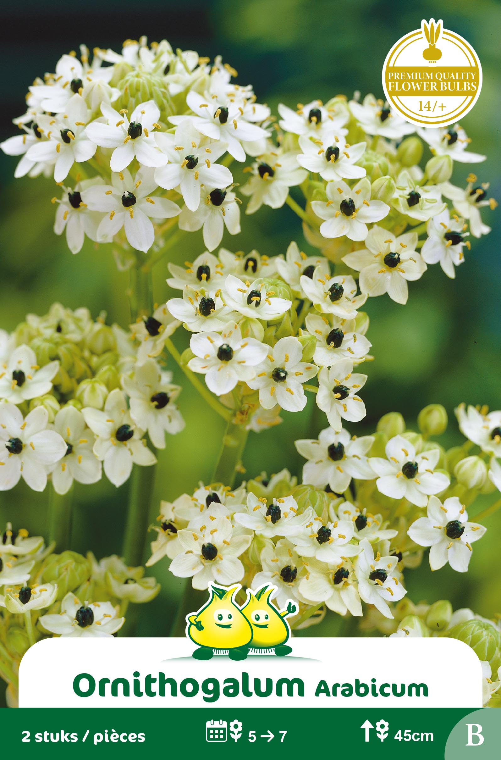 SACHET ORNITHOGALUM ARABICUM B