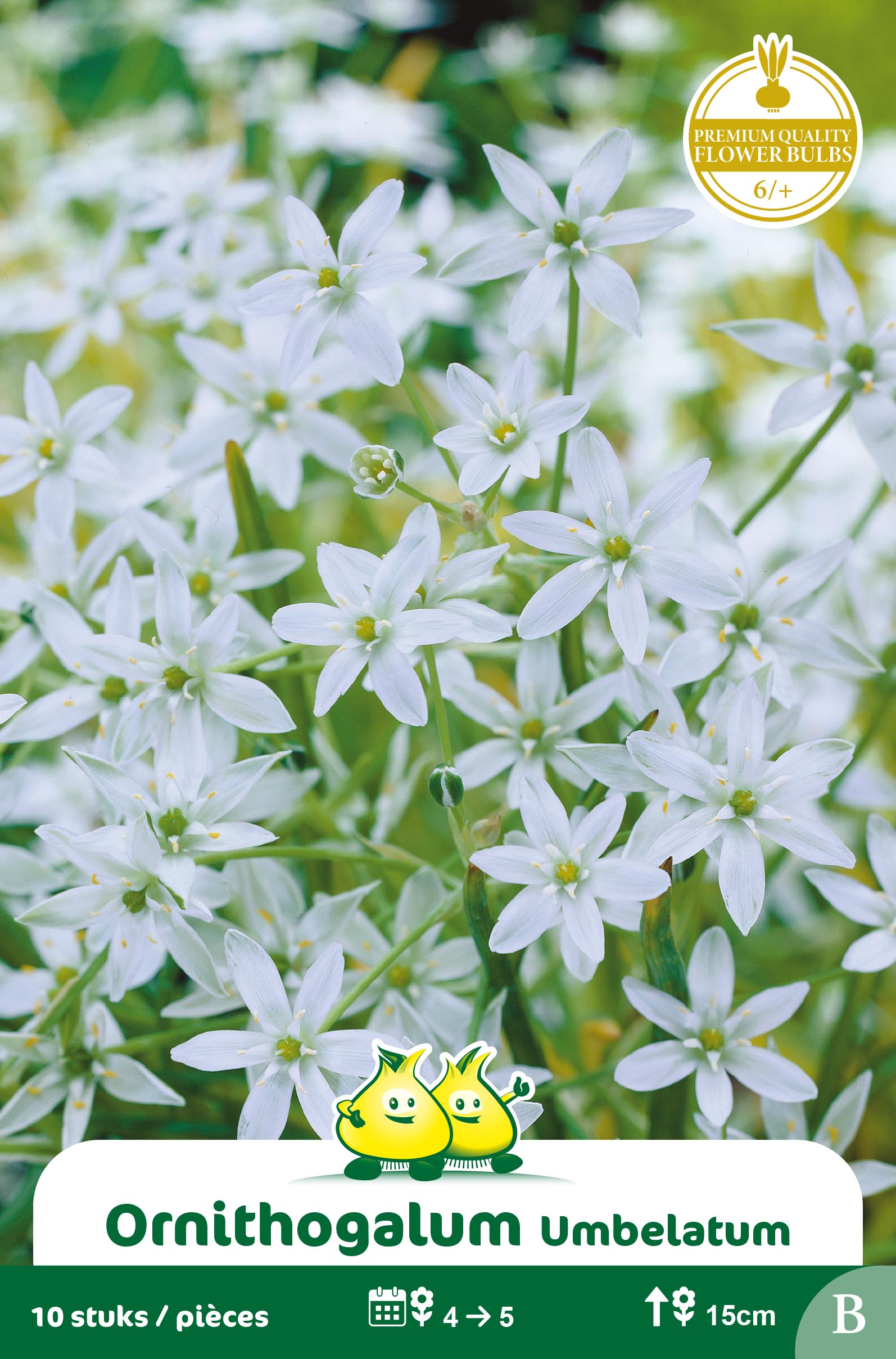 ZAKJES ORNITHOGALUM UMBELATUM B