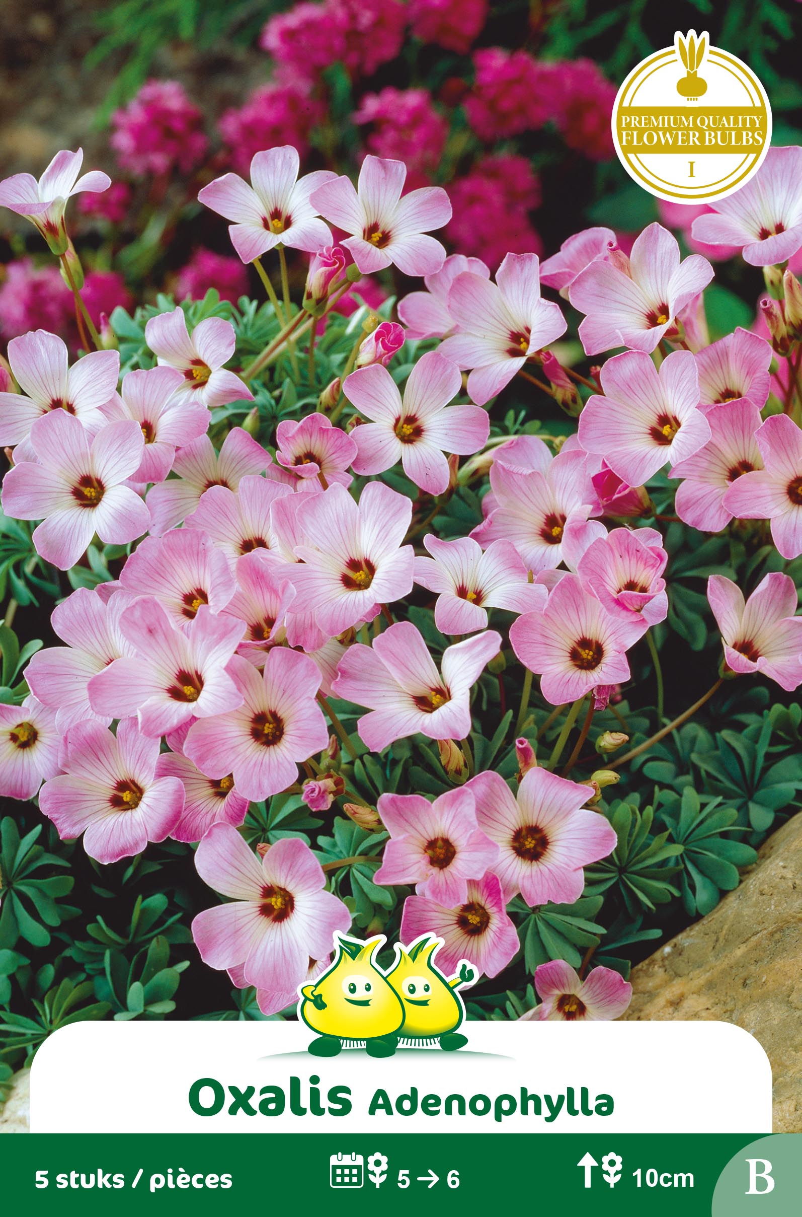 SACHET OXALIS ADENOPHYLLA B