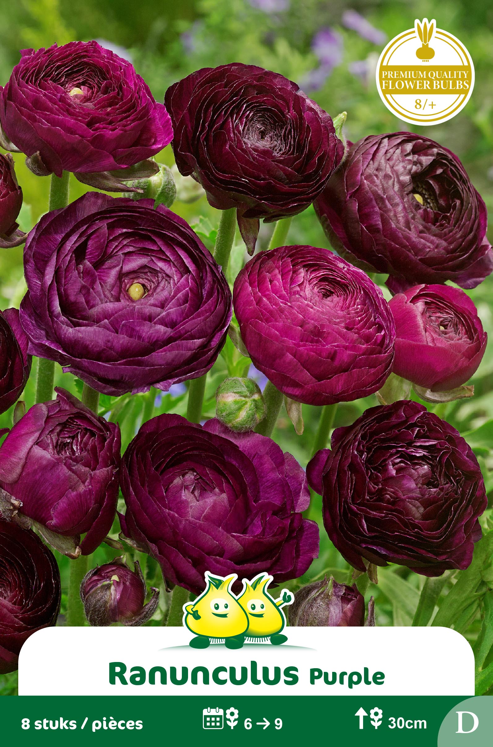 SACHET RANONCULUS PAARS - MAUVE