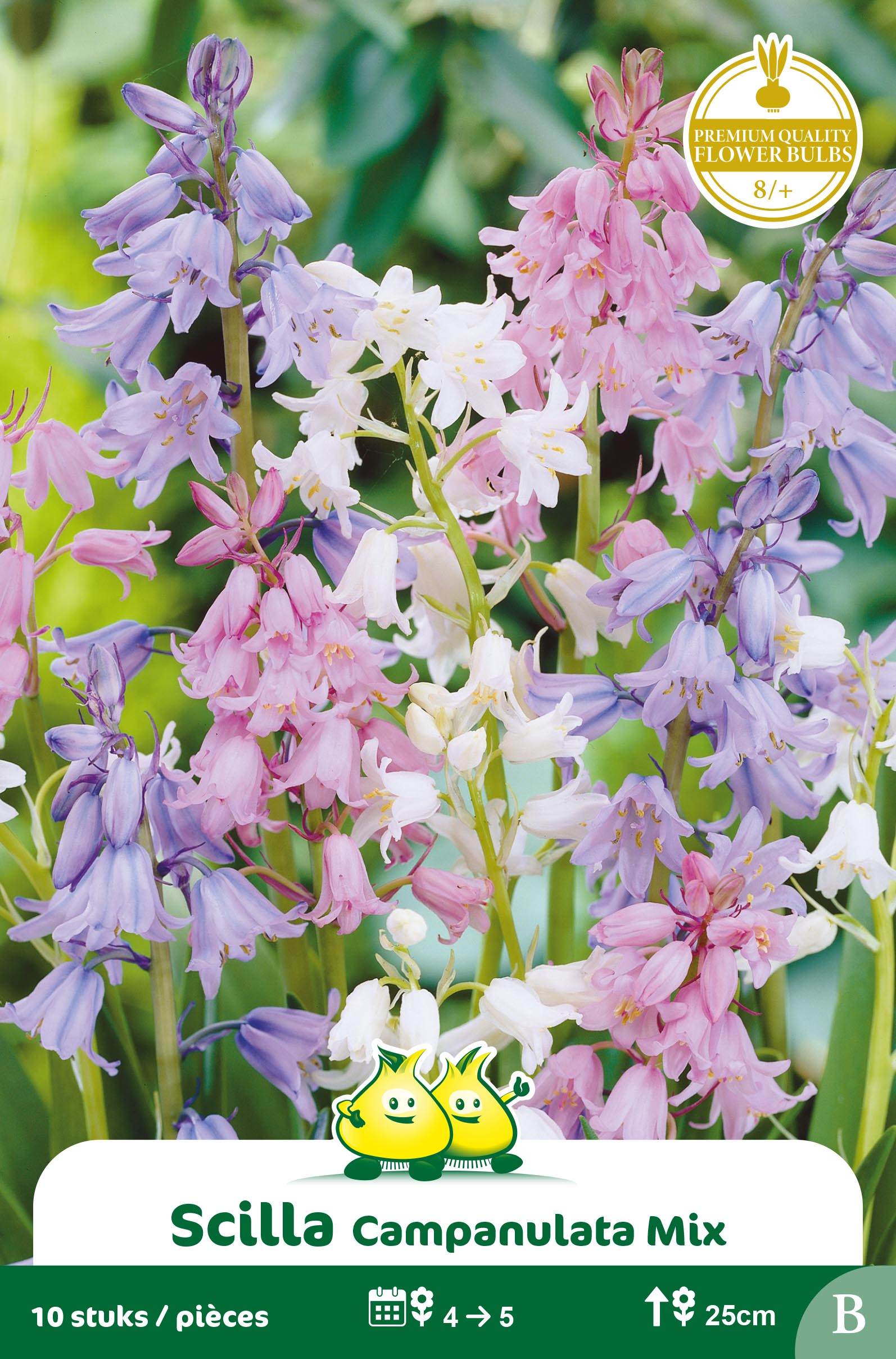 SACHET SCILLA-BOSJACINTHE CAMPANULATA MIX B