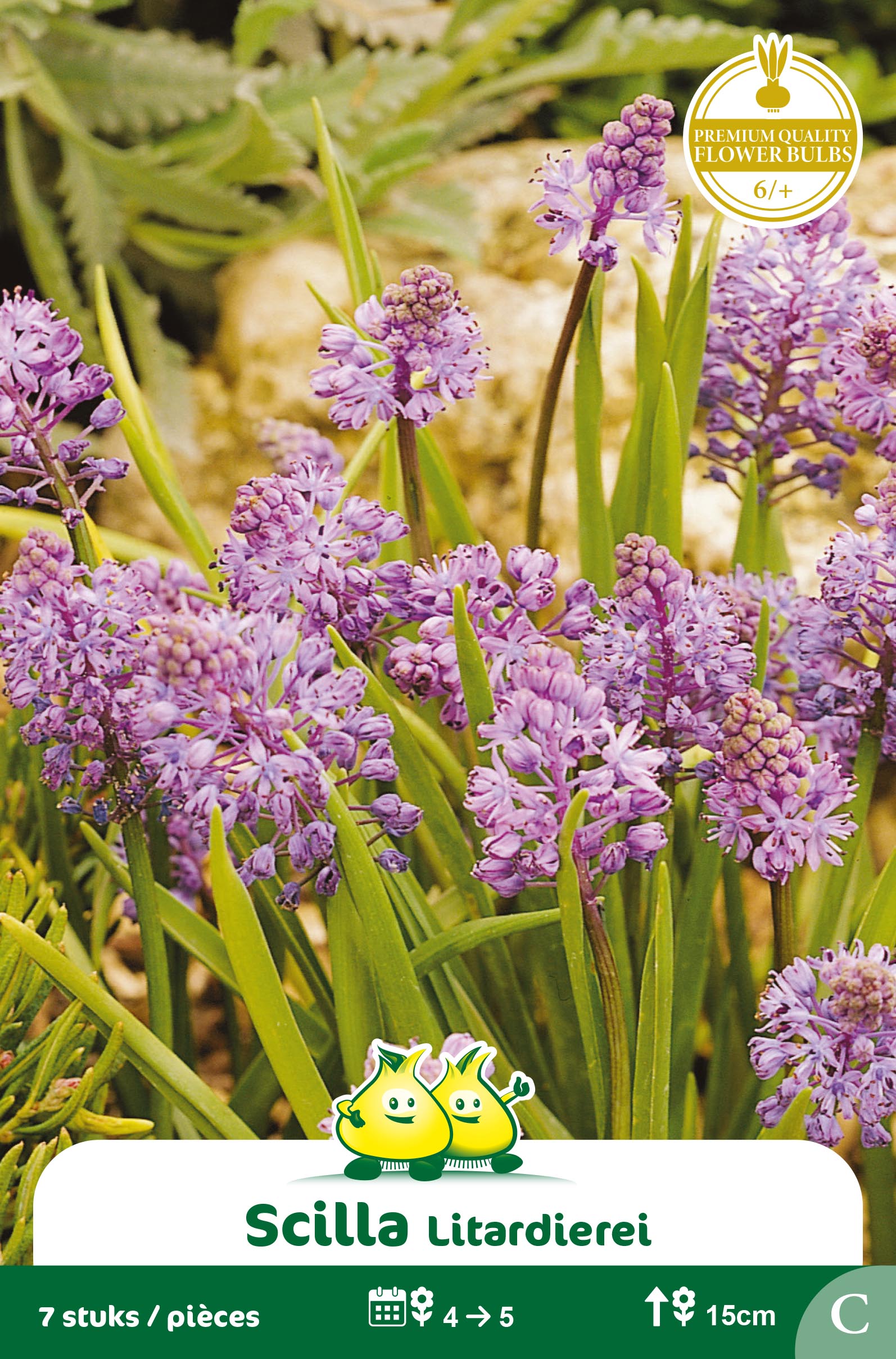 SACHET SCILLA LITARDIEREI C