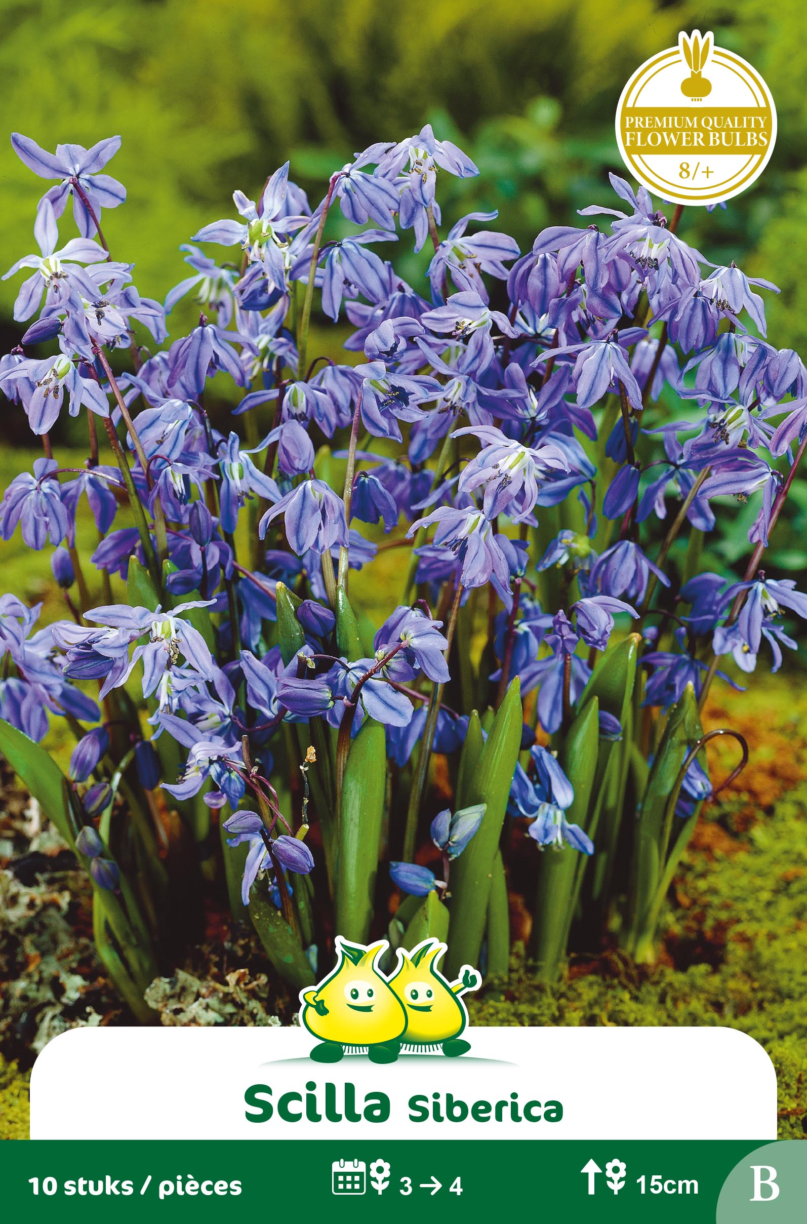 SACHET SCILLA SIBERICA B
