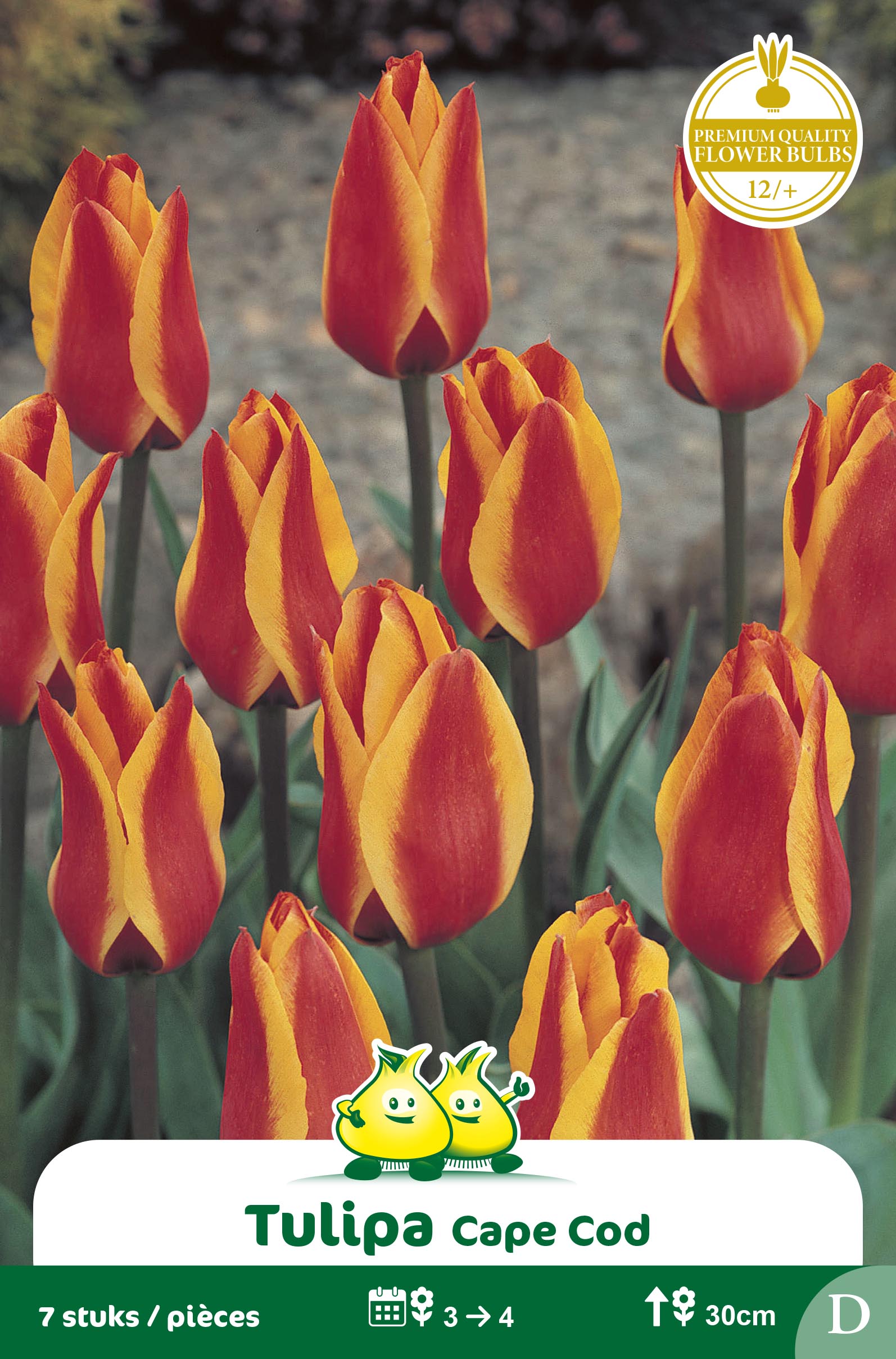 SACHET TULIPES GREGII CAPE COD