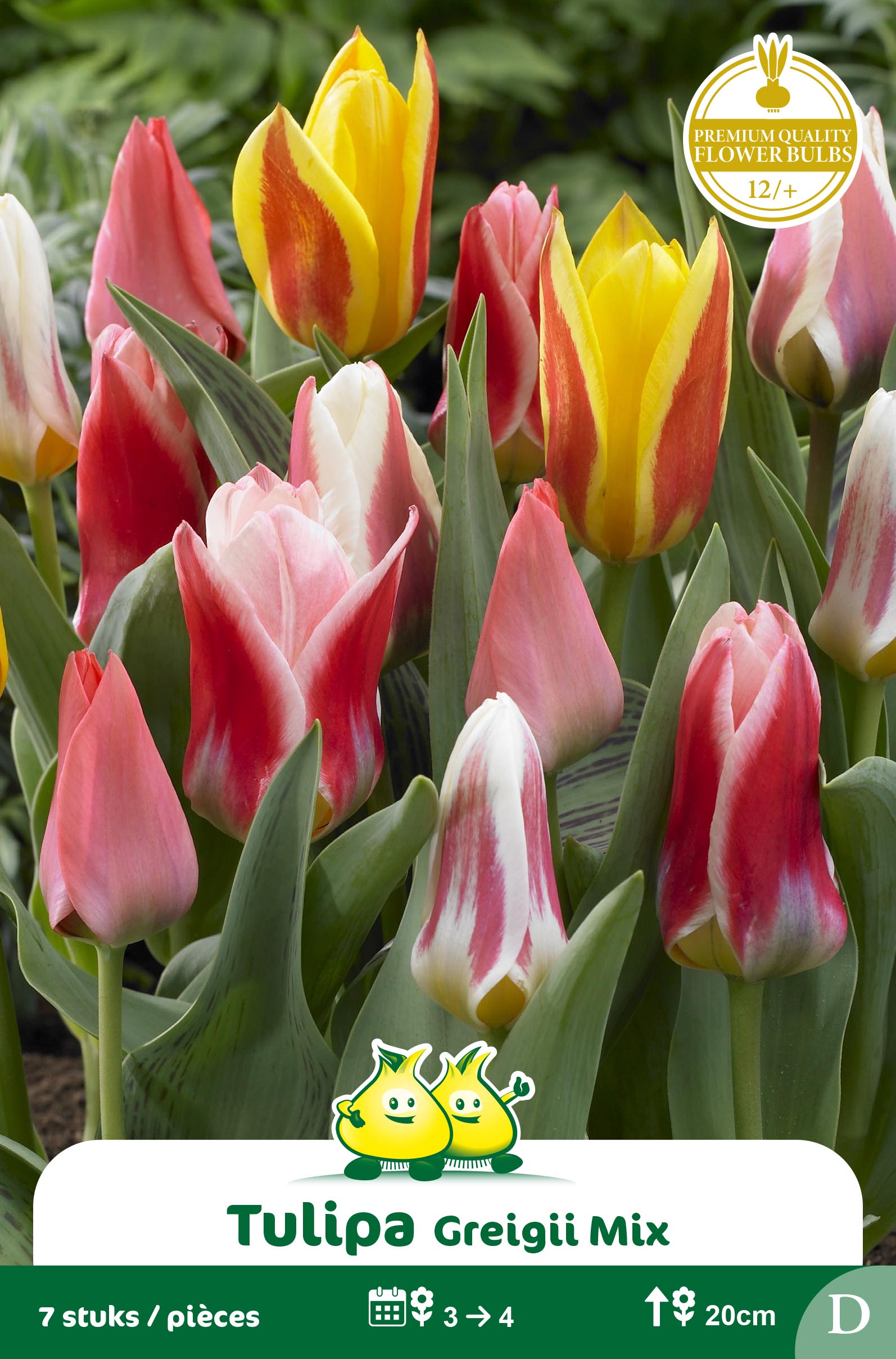 SACHET TULIPES GREGII MIX