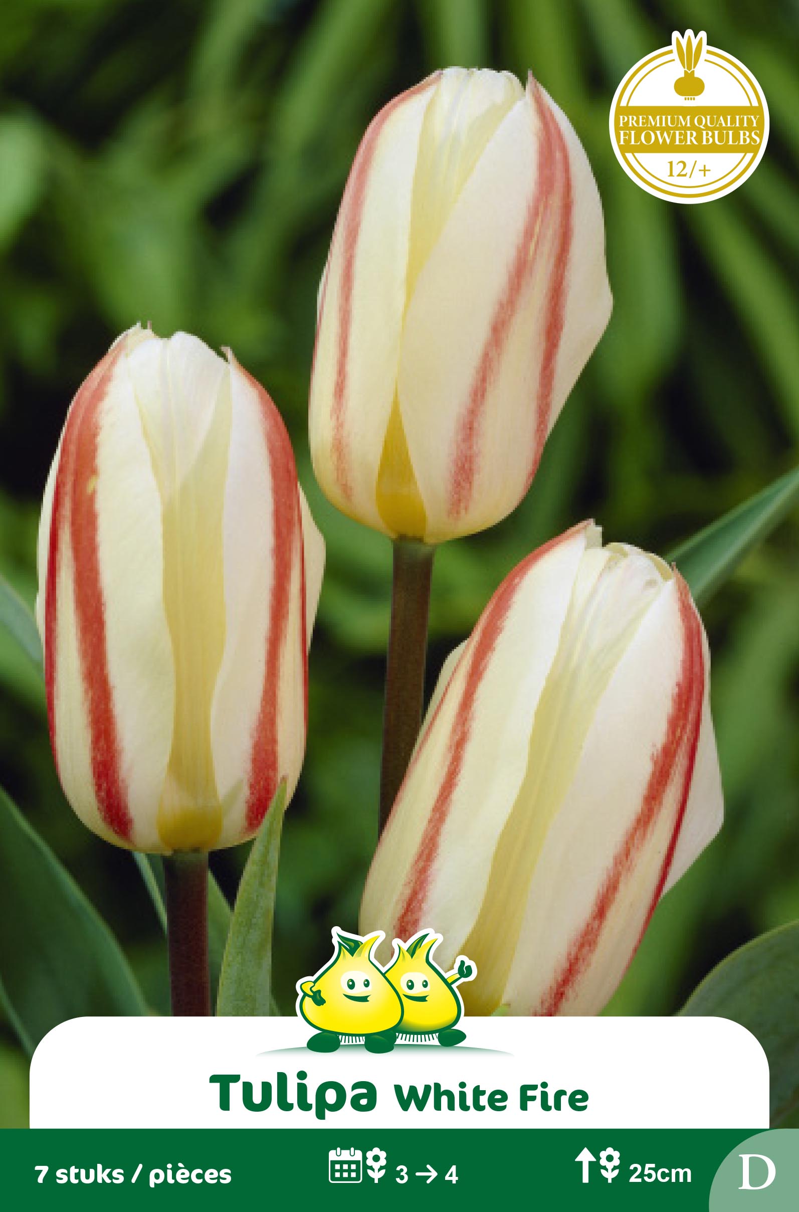 SACHET TULIPES GREGII WHITE FIRE