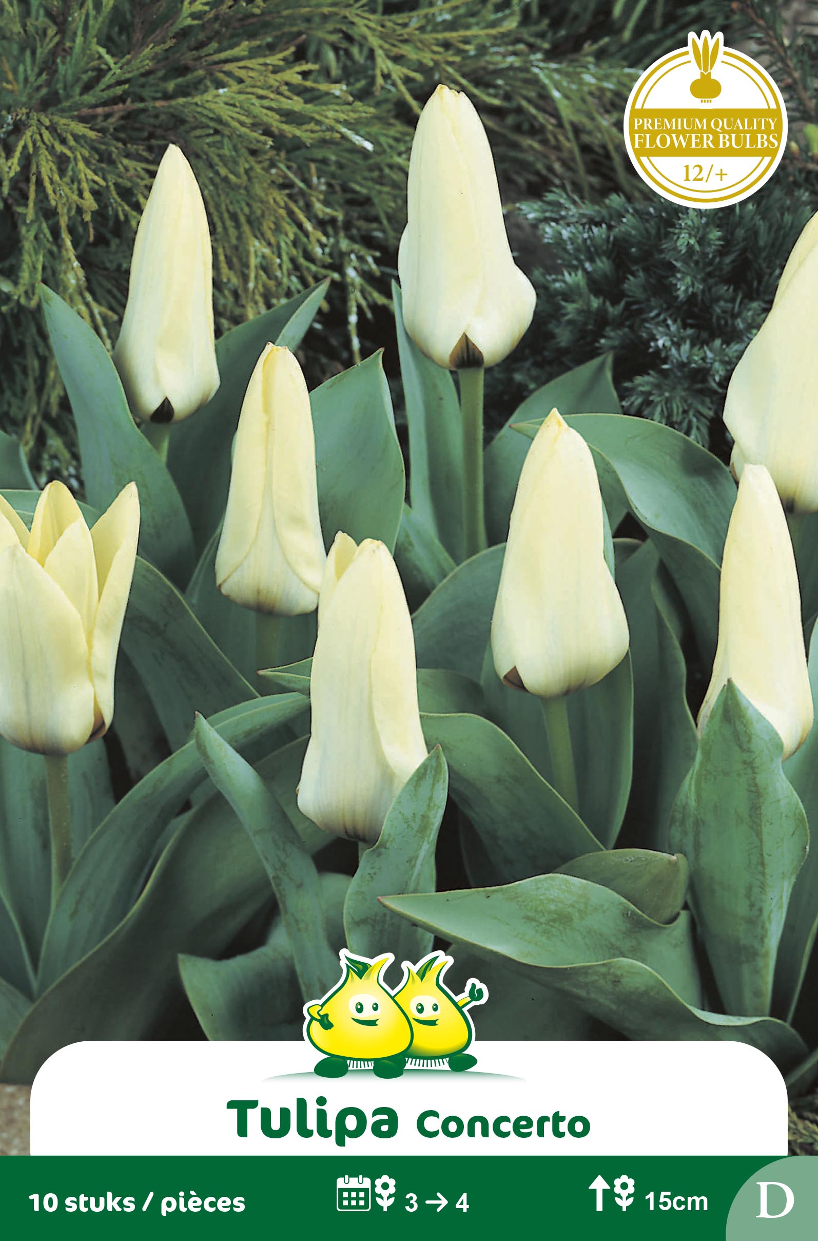 SACHET TULIPES KAUFMANNIANA CONCERTO