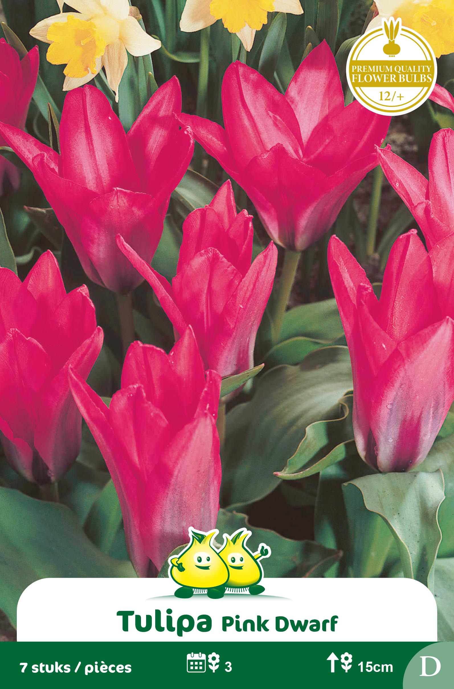 SACHET TULIPES KAUFMANNIANA PINK DWARF