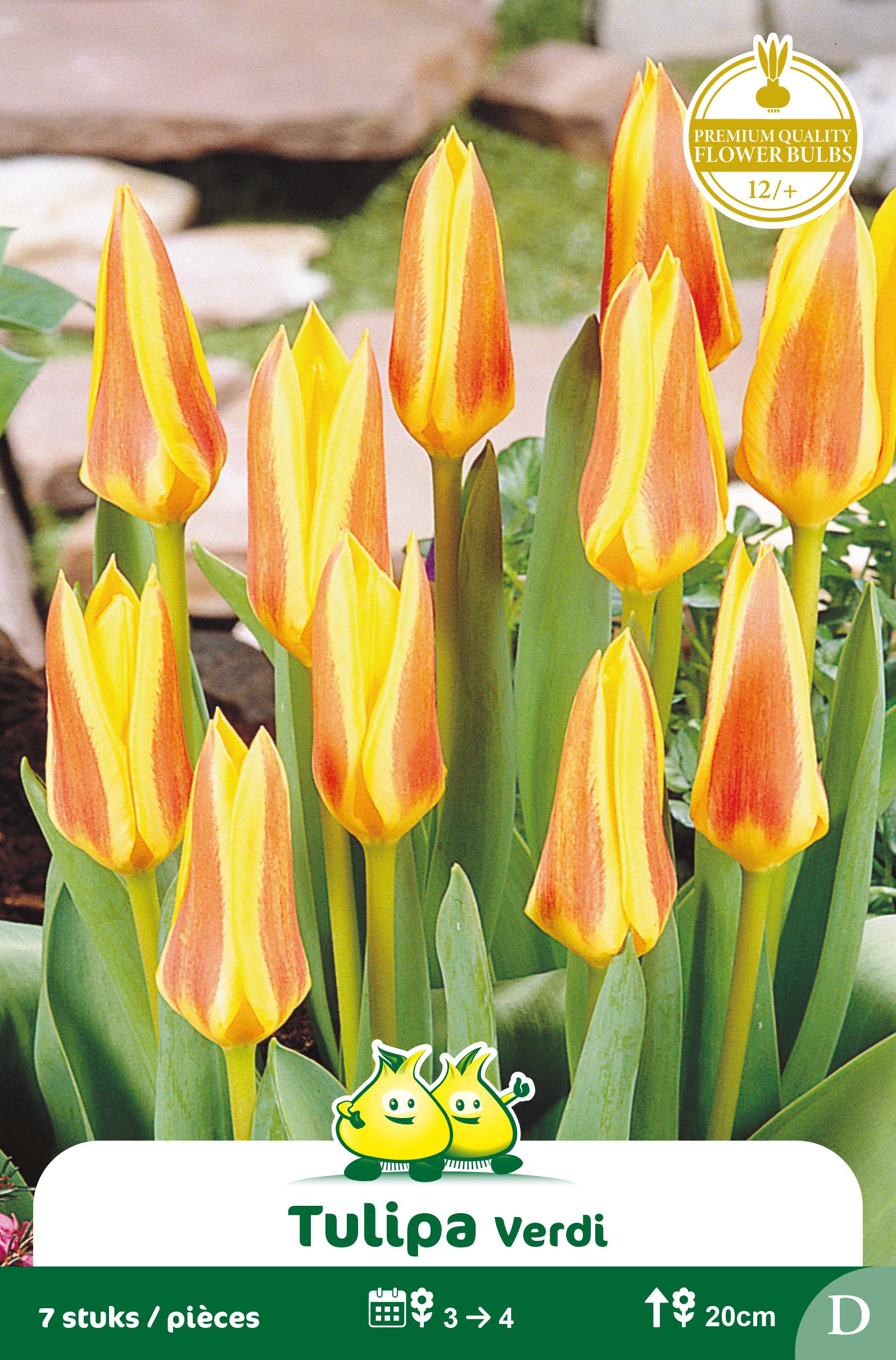 ZAKJES TULPEN KAUFMANNIANA VERDI