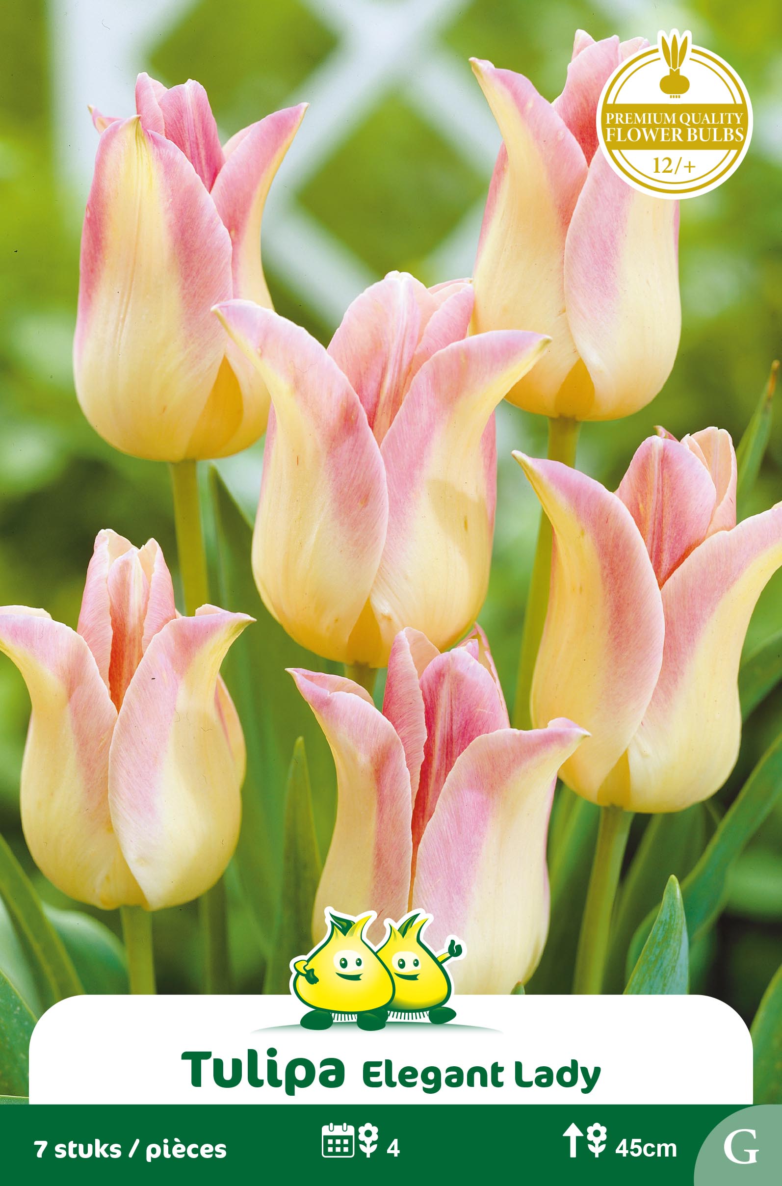 SACHET TULIPES FLEUR DE LIS ELEGANT LADY
