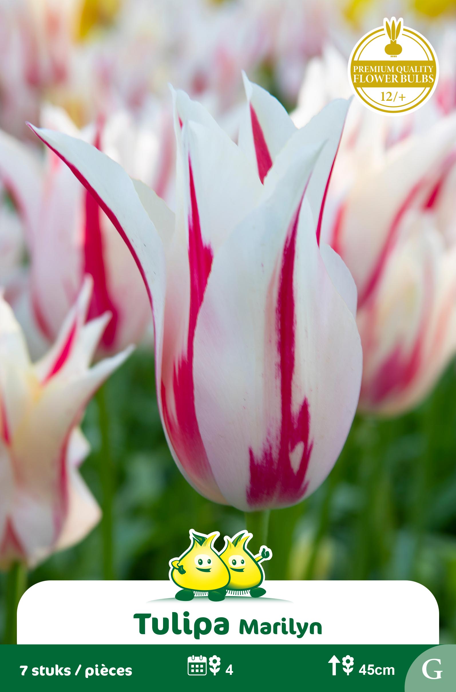 SACHET TULIPES FLEUR DE LIS MARYLIN