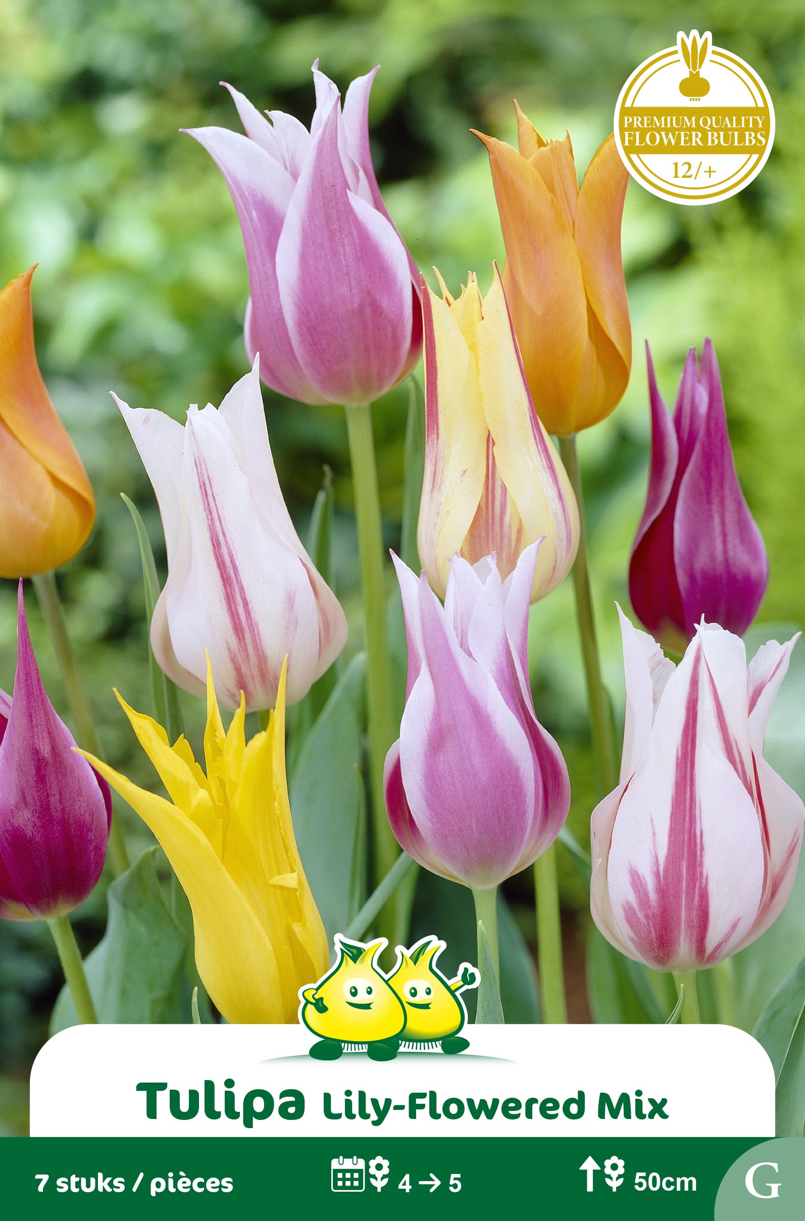 SACHET TULIPES FLEUR DE LIS MIX