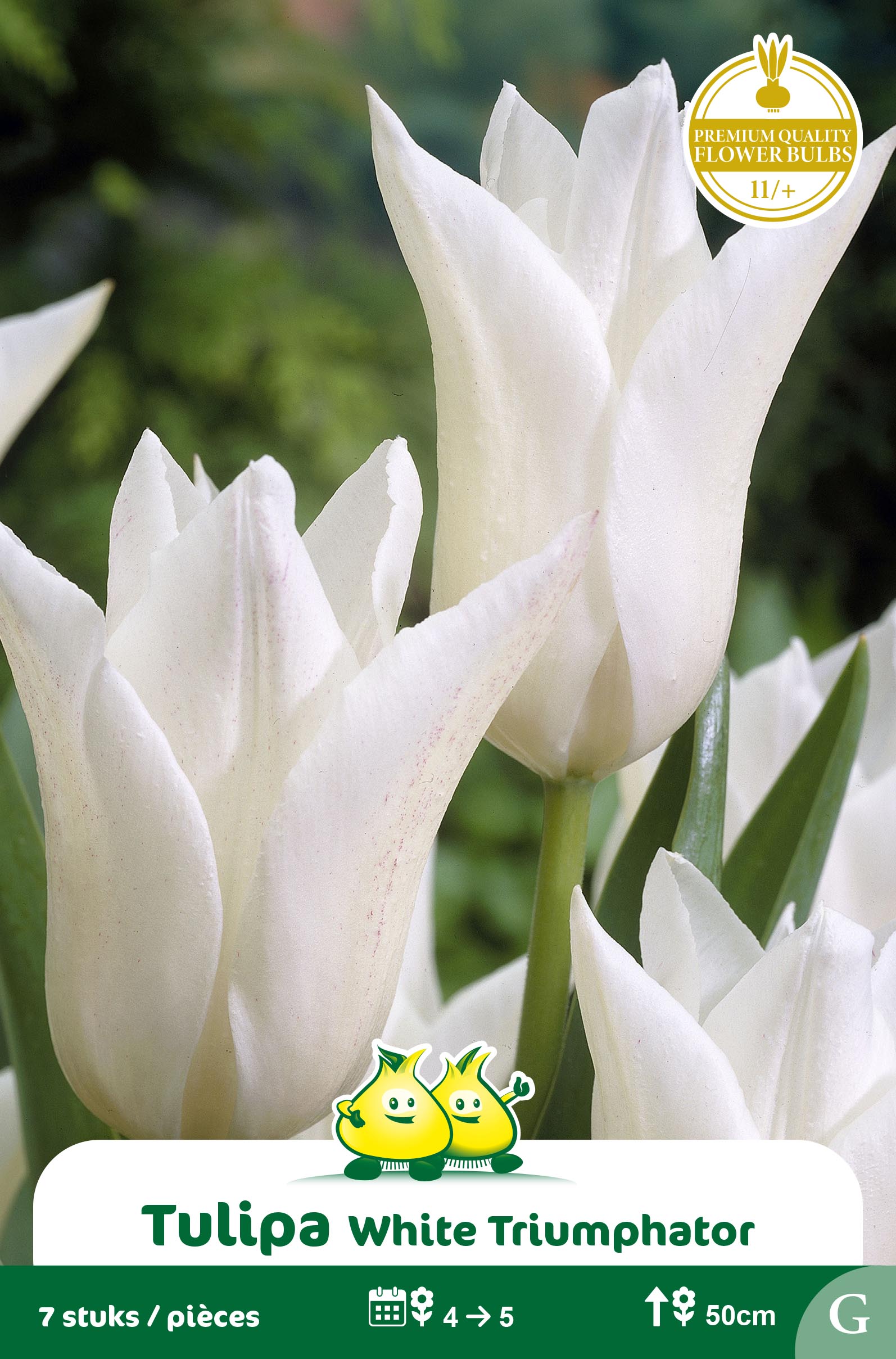SACHET FLEUR DE LIS WHITE TRIUMPHATOR F