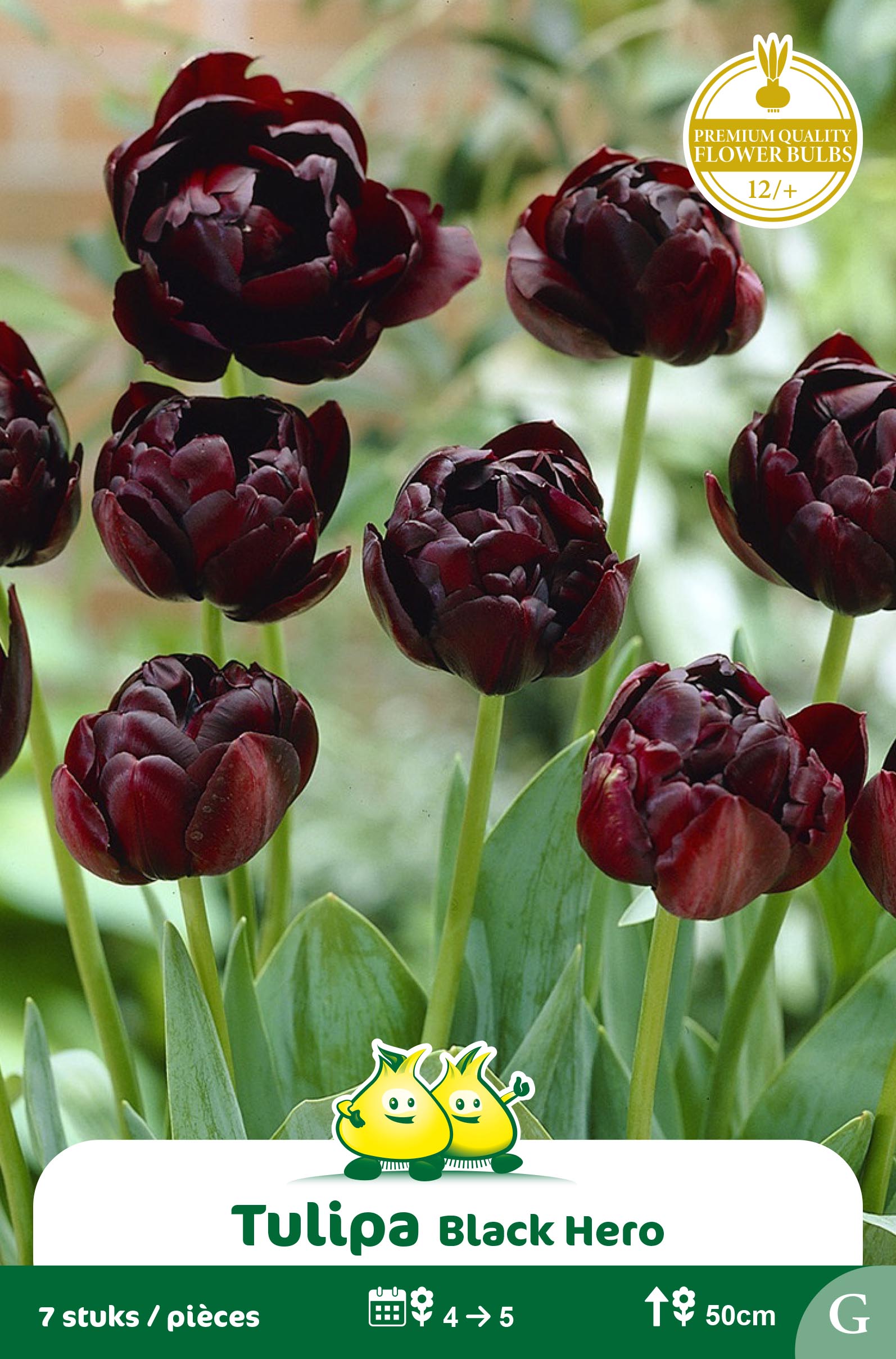 SACHET TULIPES DOUBLE BLACK HERO