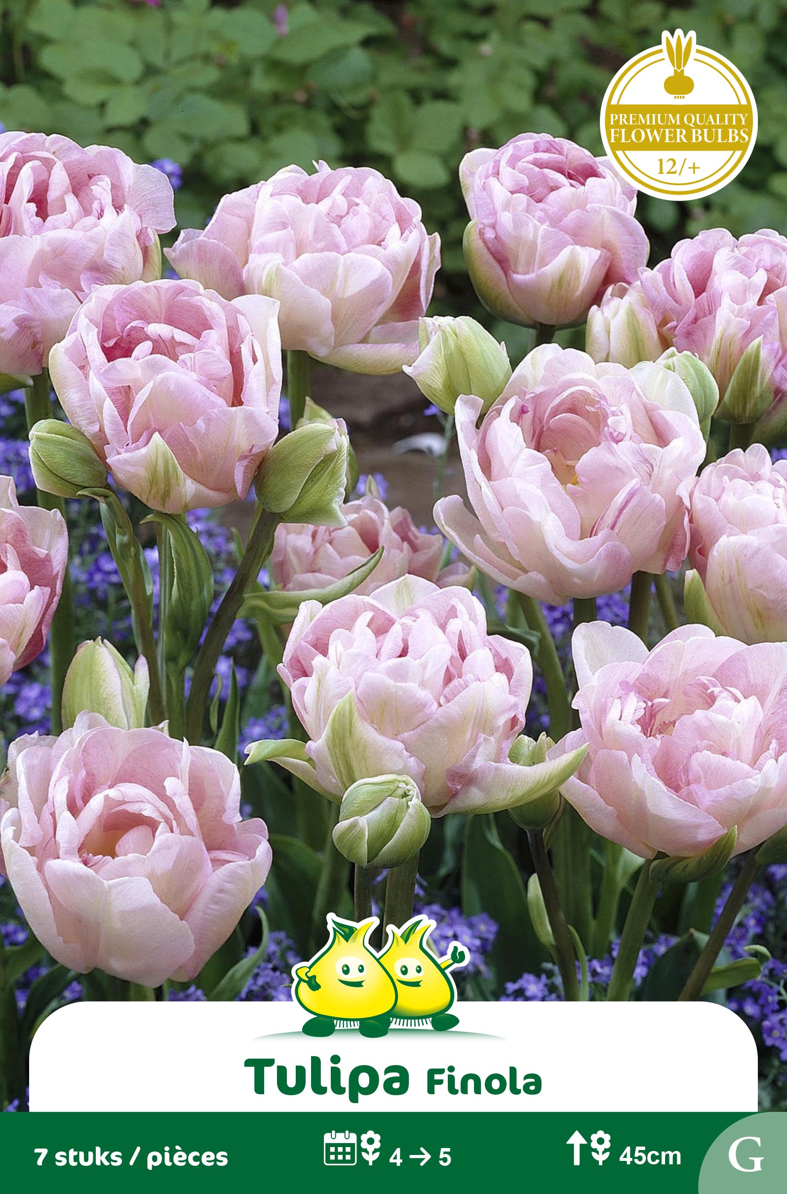 ZAKJES DUBBELE TULPEN FINOLA - ANGELIQUE