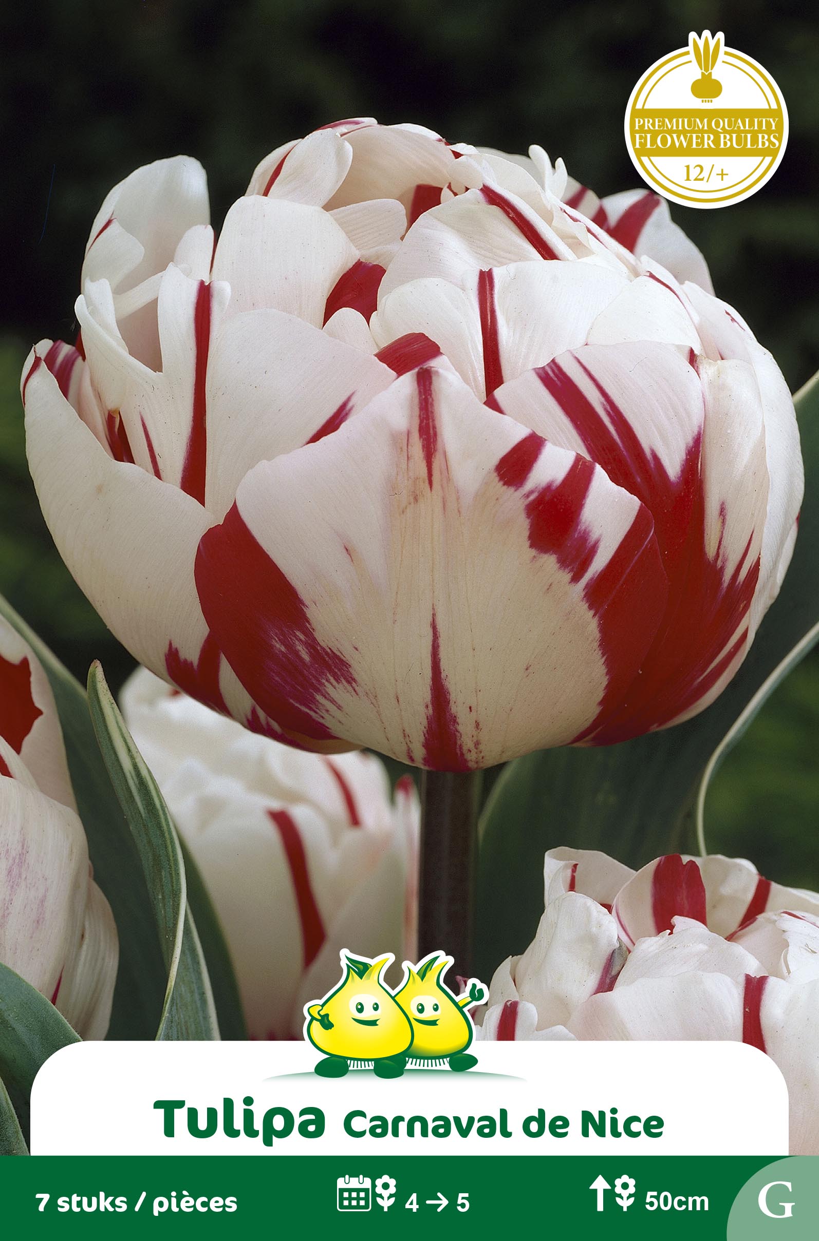 SACHET TULIPES DOUBLE CARNAVAL DE NICE