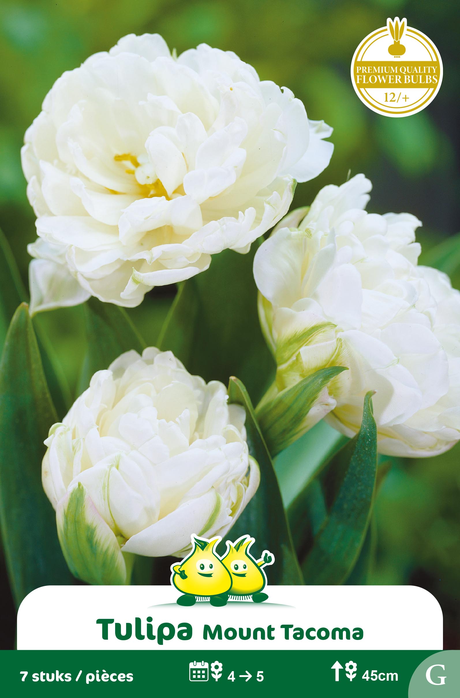 SACHET TULIPES DOUBLE MOUNT TACOMA 