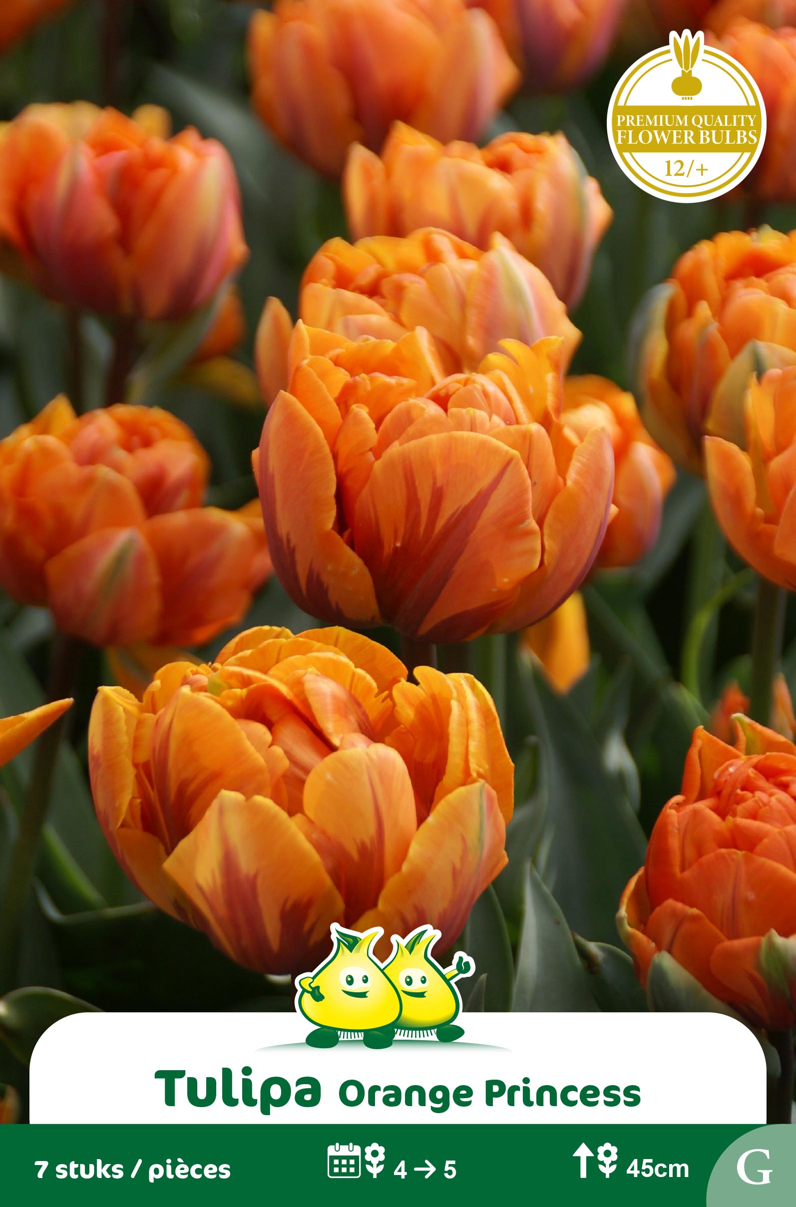 SACHET TULIPES DOUBLE ORANGE PRINCESS