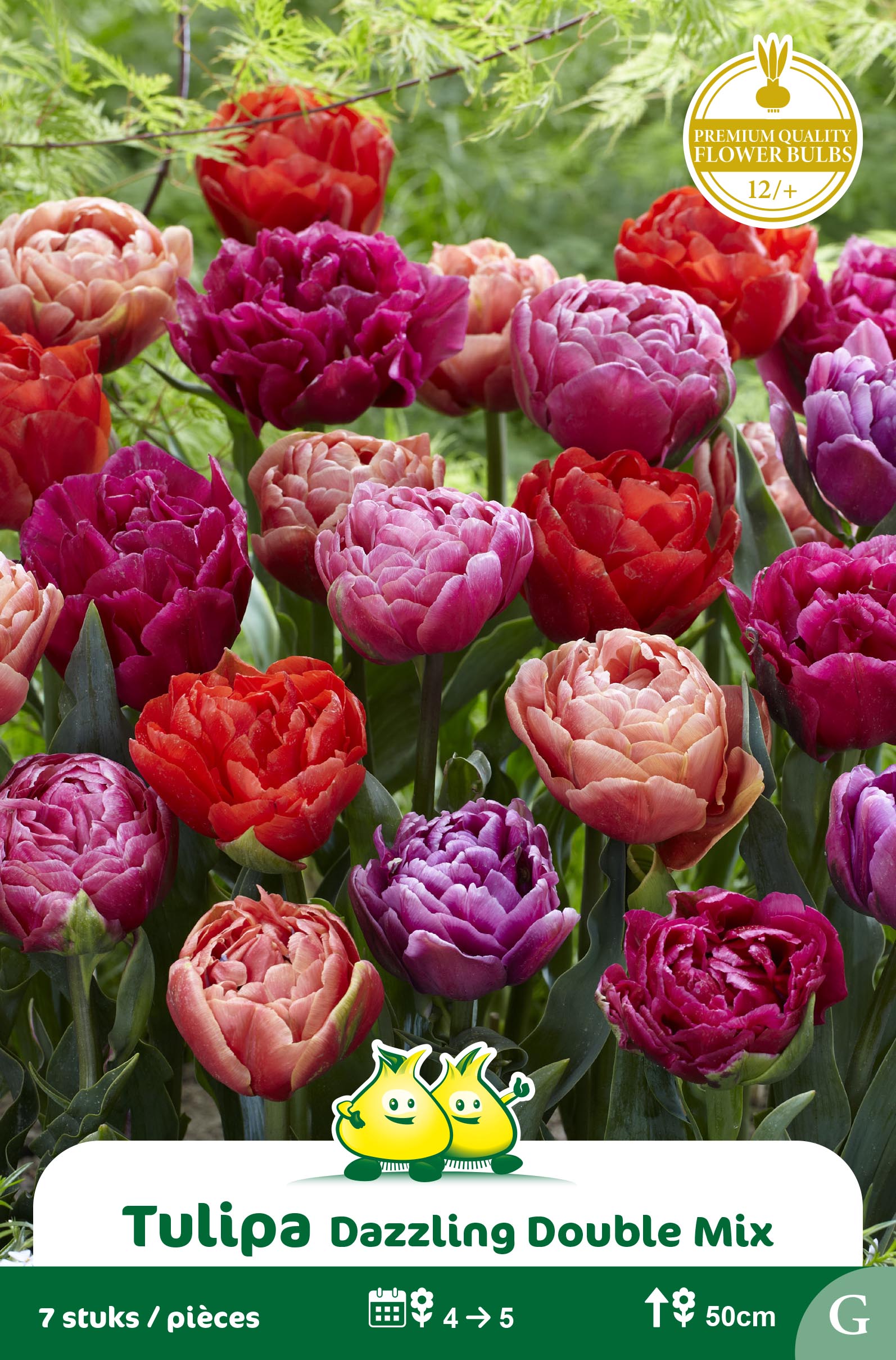 SACHET TULIPES DOUBLE DAZZLING MIX E