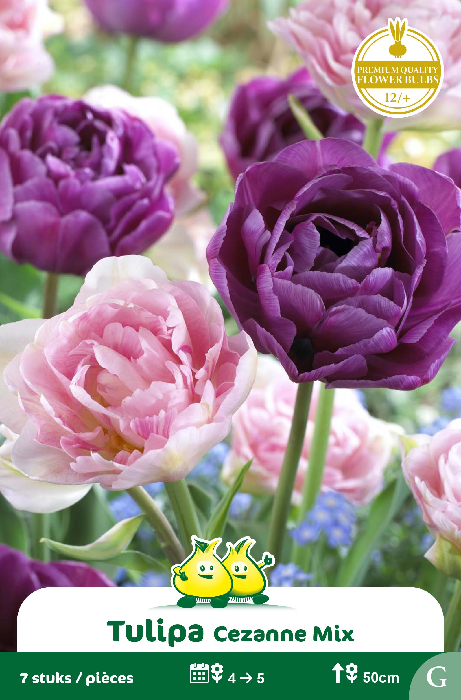 SACHET TULIPES DUO ANGELIQUE LILAC PERFECTION