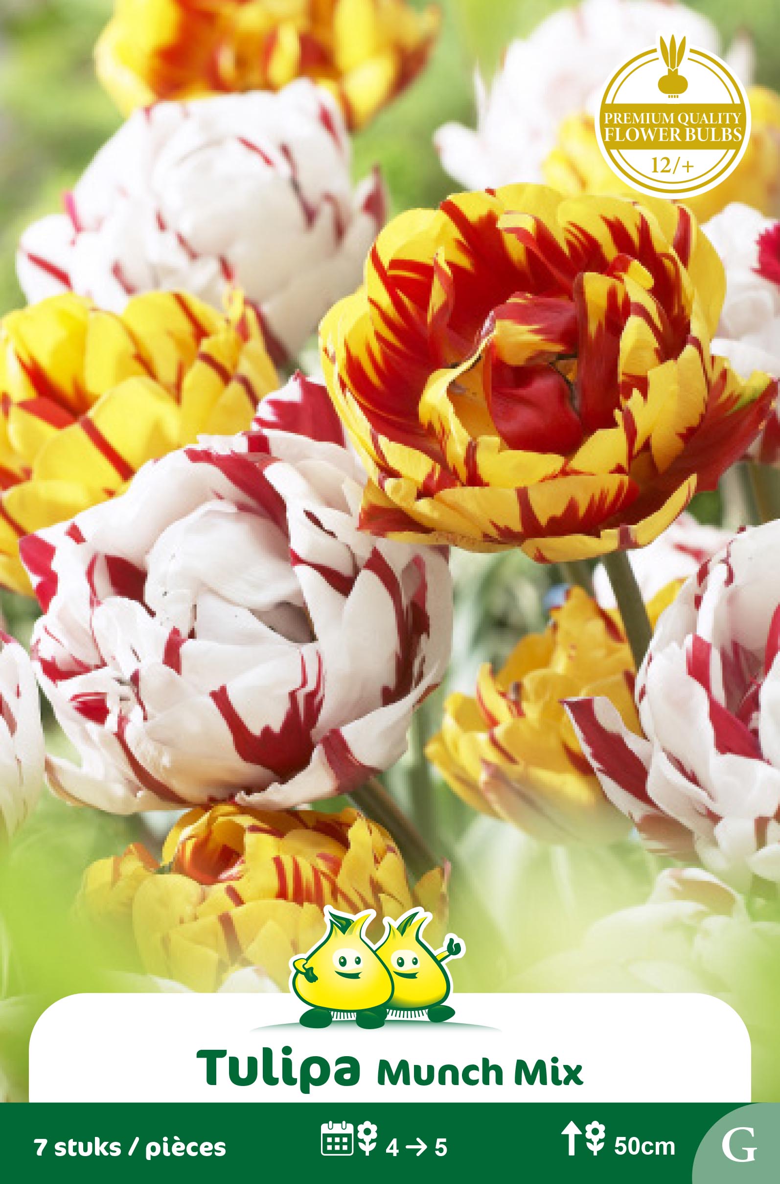 SACHET TULIPES DUO CARNAVAL DE NICE-GOLDEN NI