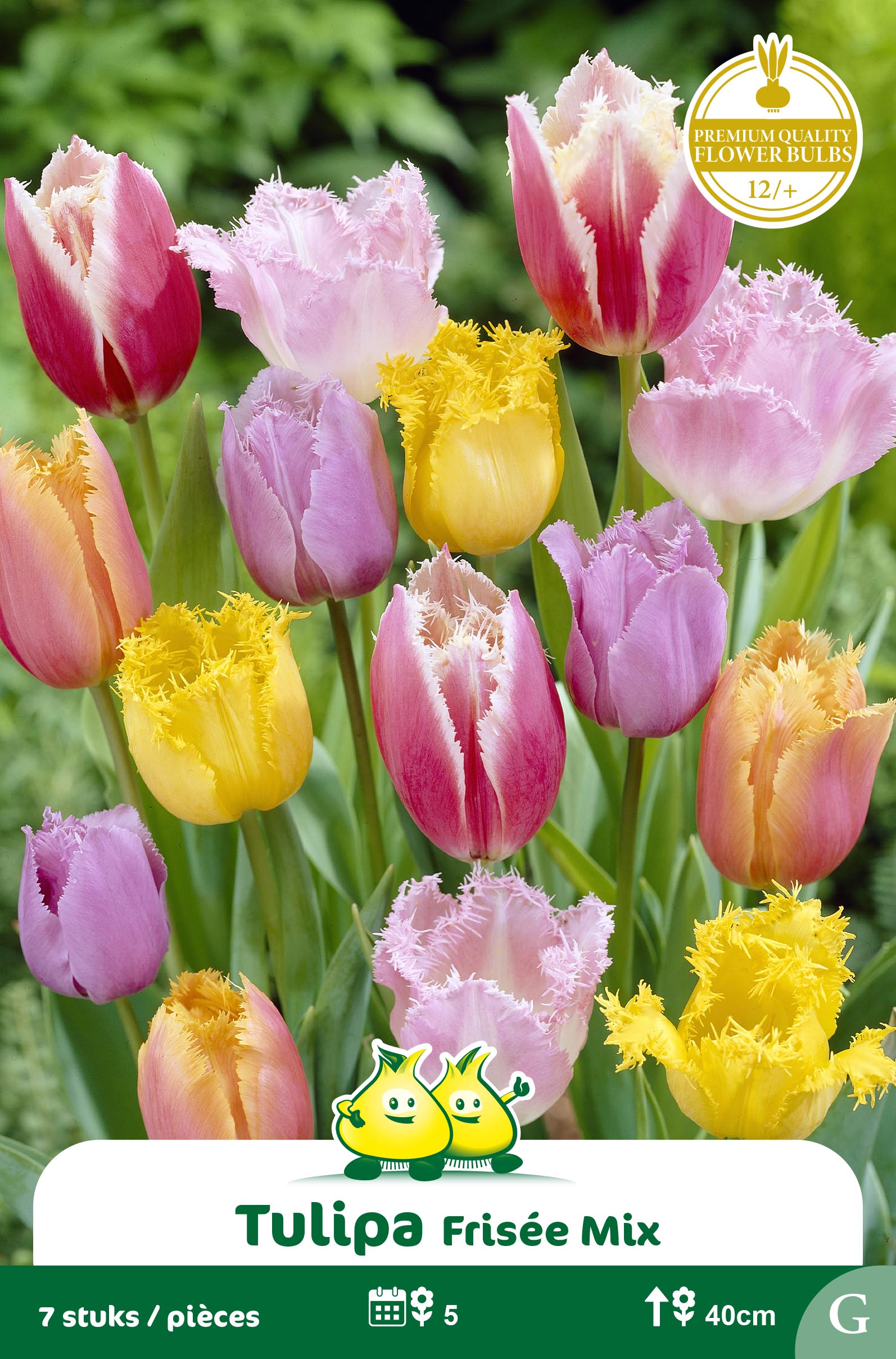 SACHET TULIPES FRISÃ‰E MIX