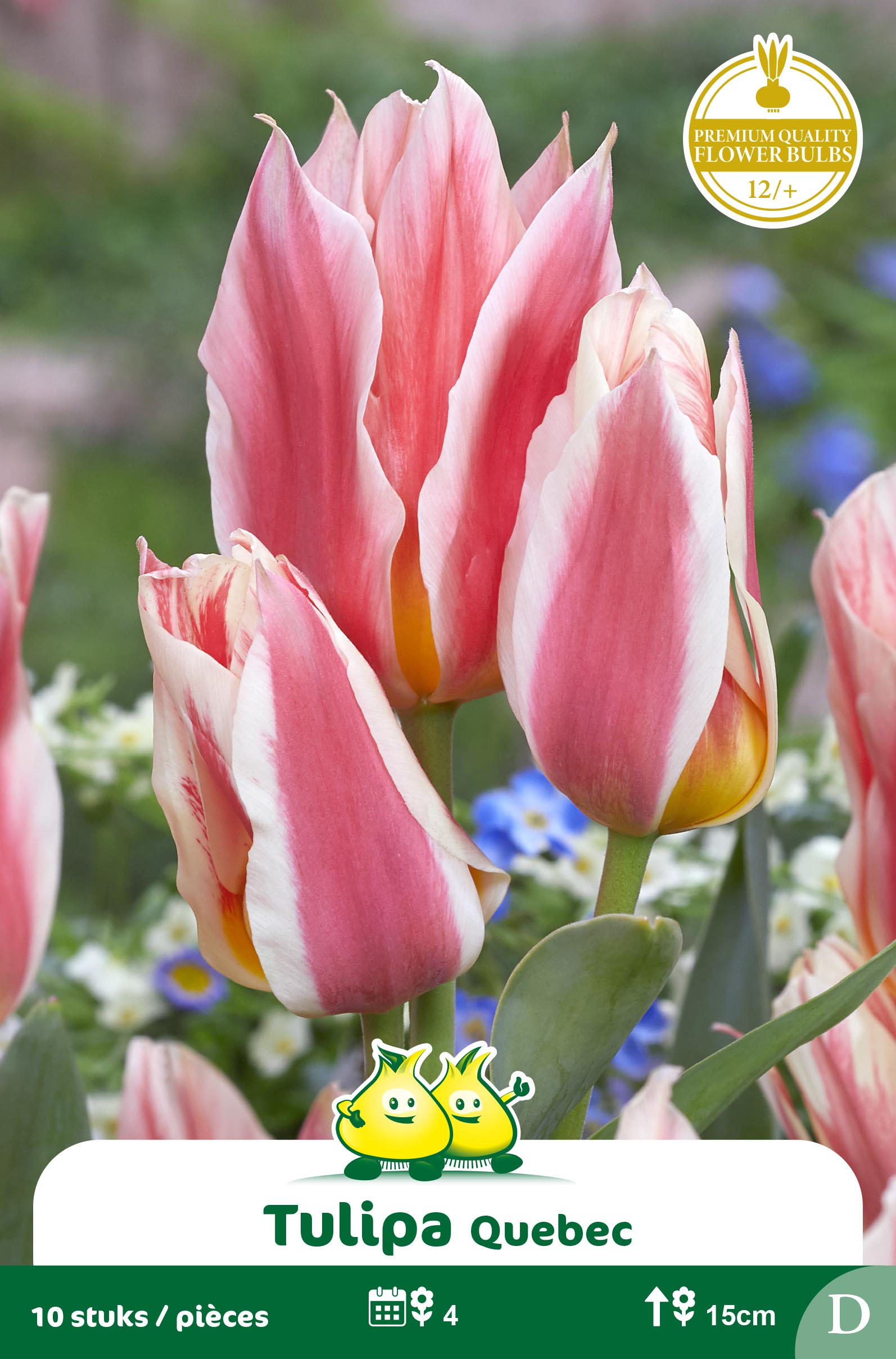 SACHET TULIPES BOUQUET QUEBEC
