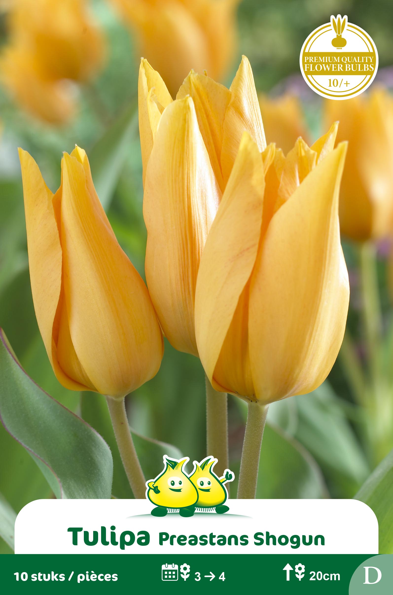 SACHET TULIPES BOUQUET PREASTANS SHOGUN