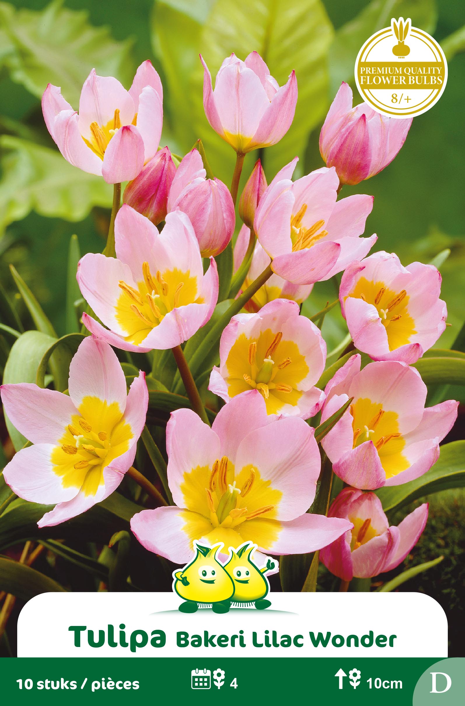 SACHET TULIPA LILAC WONDER D
