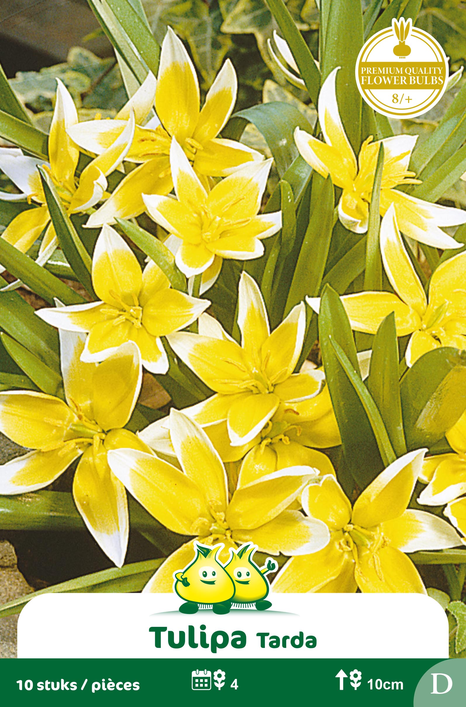 SACHET TULIPES TARDA 