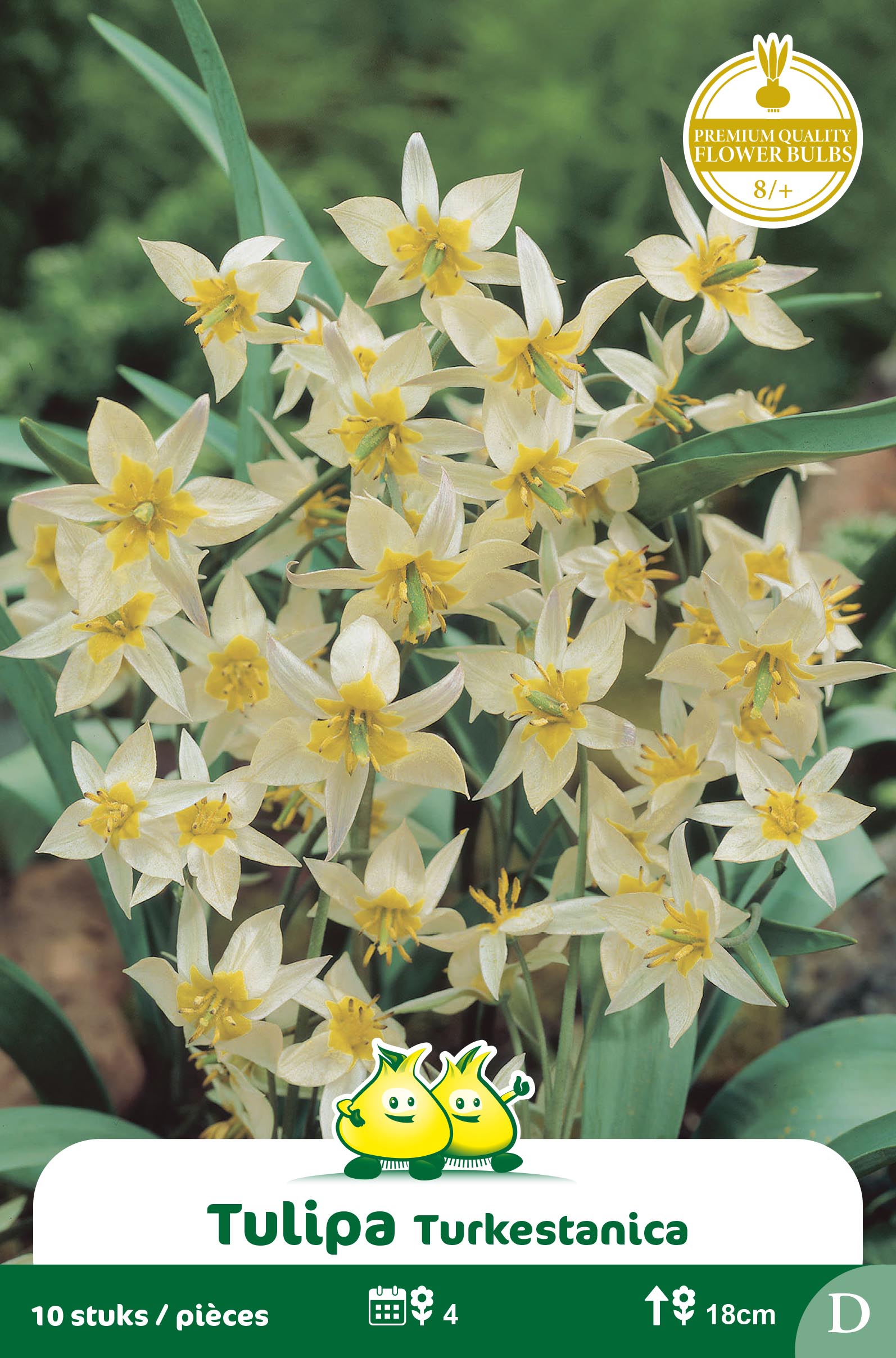 SACHET TULIPA TURKESTANICA 