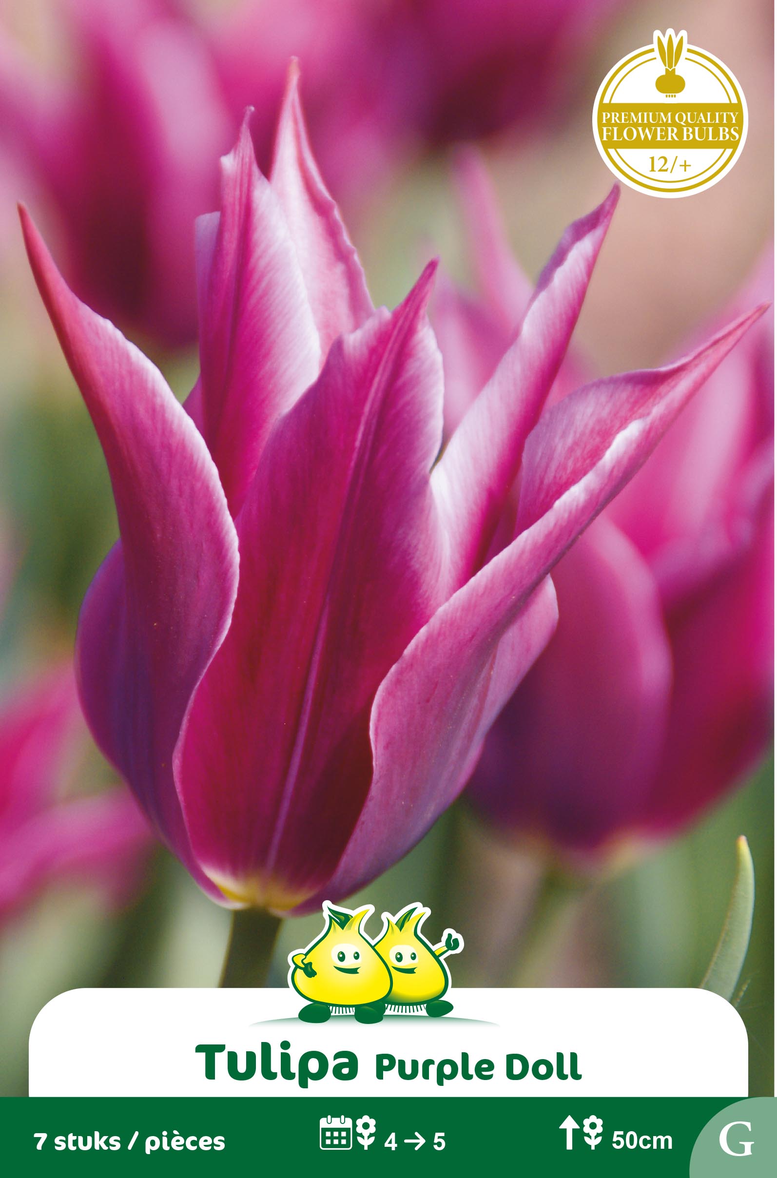 SACHET TULIPES FLEUR DE LIS PURPLE DOLL