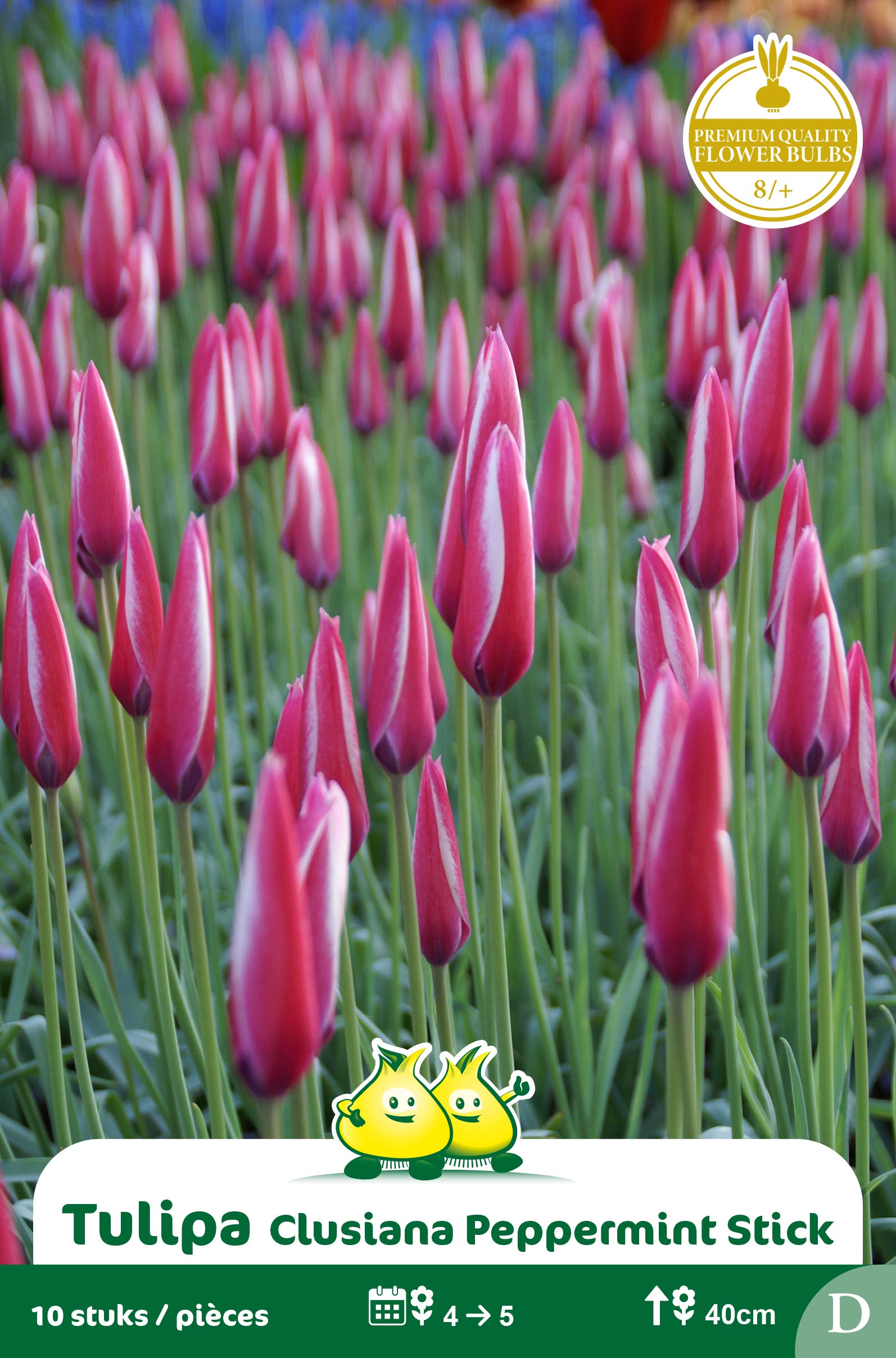 SACHET TULIPES PEPPERMINT STICK