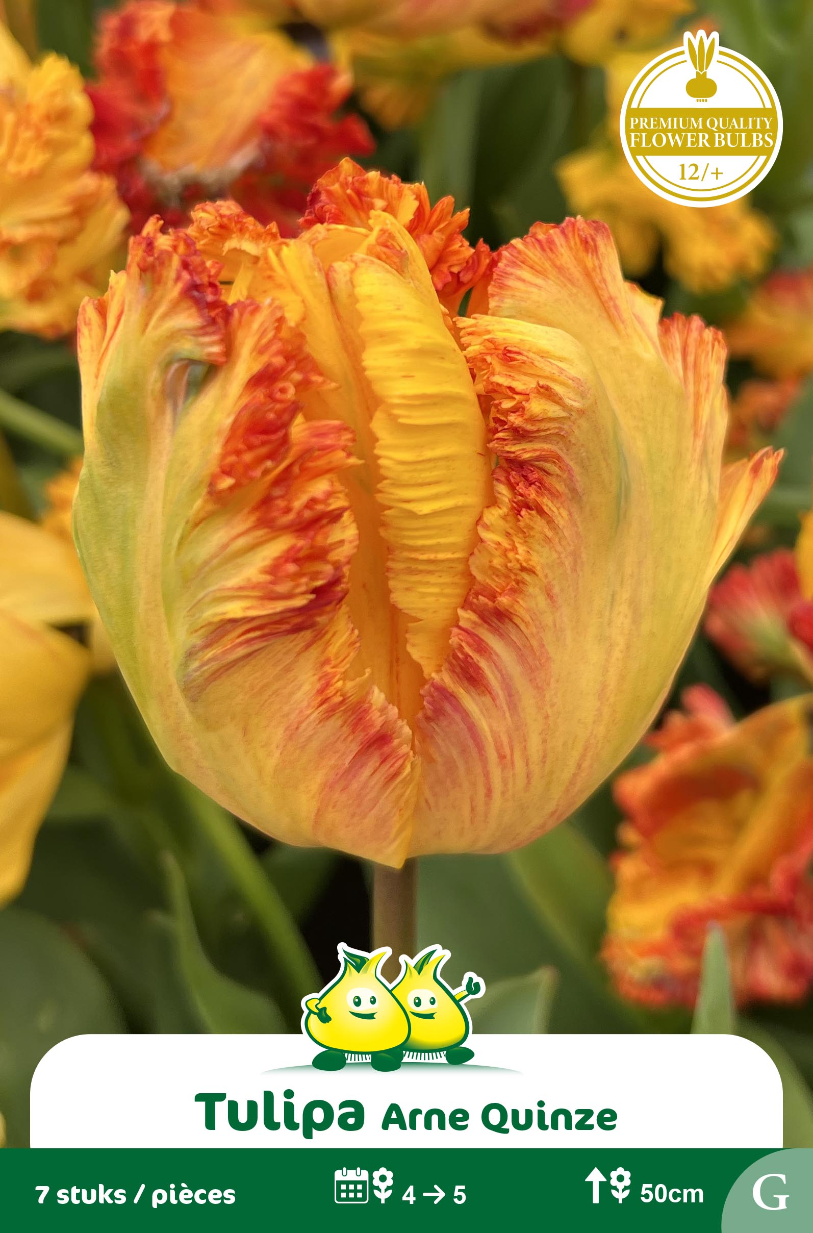 SACHET TULIPE PEROQUET ARNE QUINZE