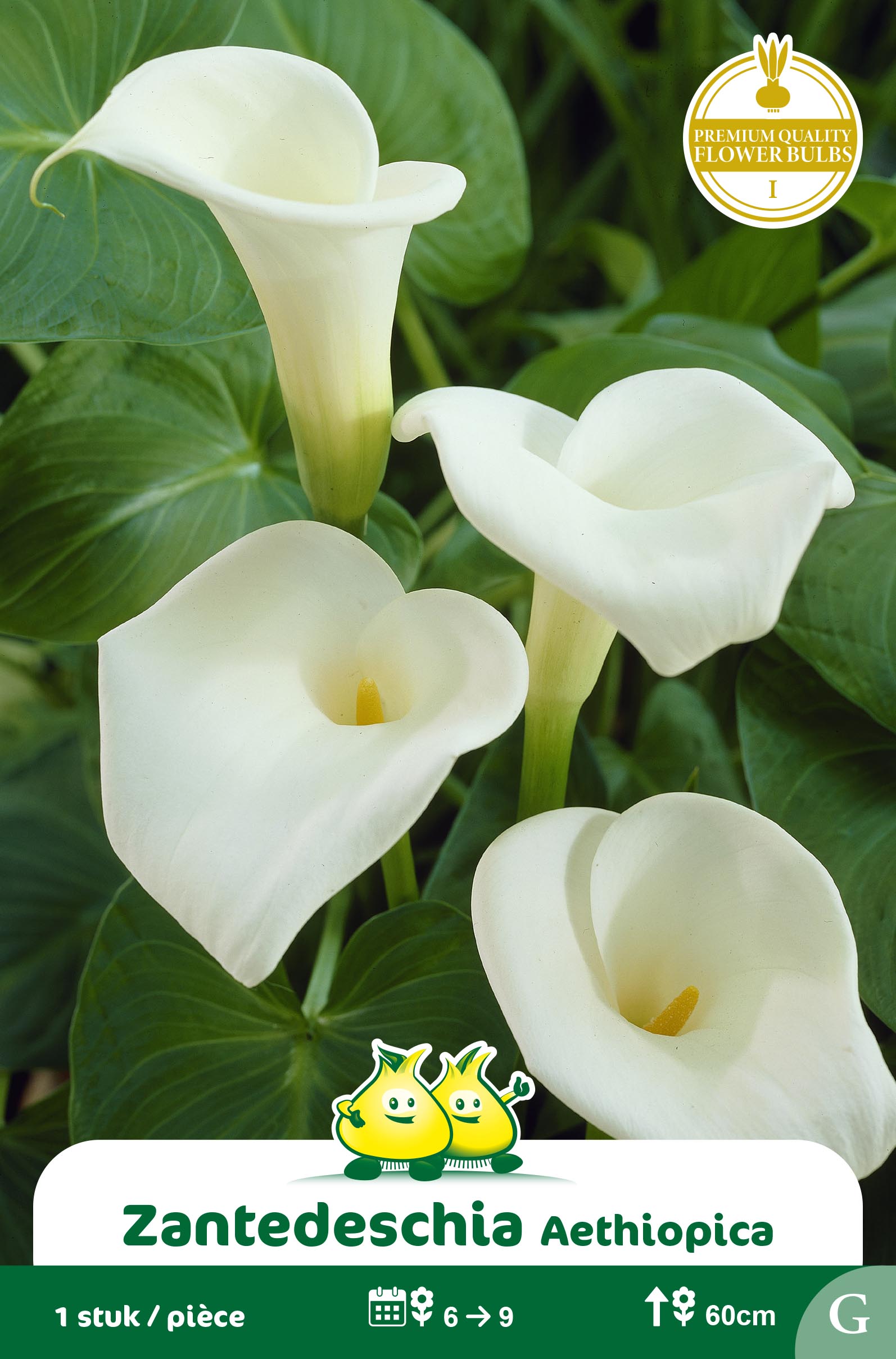 SACHET ZANTEDESCHIA AETHIOPICA