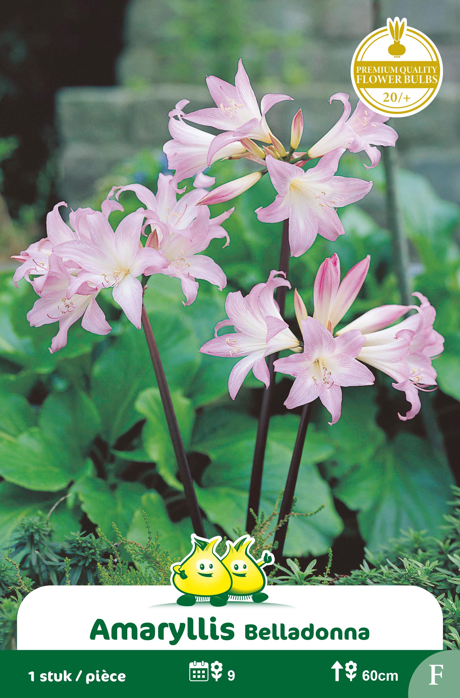 ZAKJES AMARYLLIS BELLADONNA F