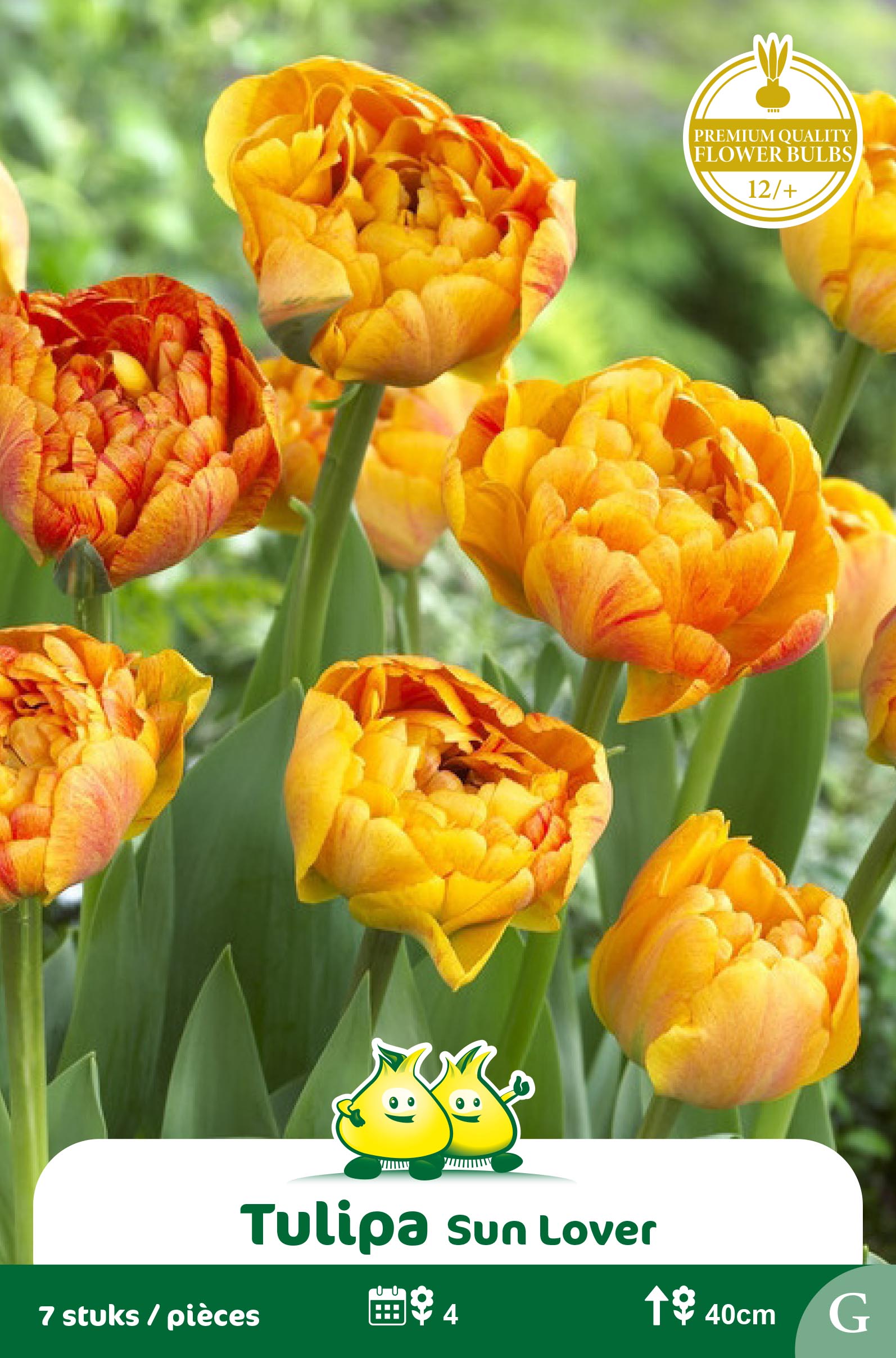 SACHET TULIPES DOUBLE SUNLOVER